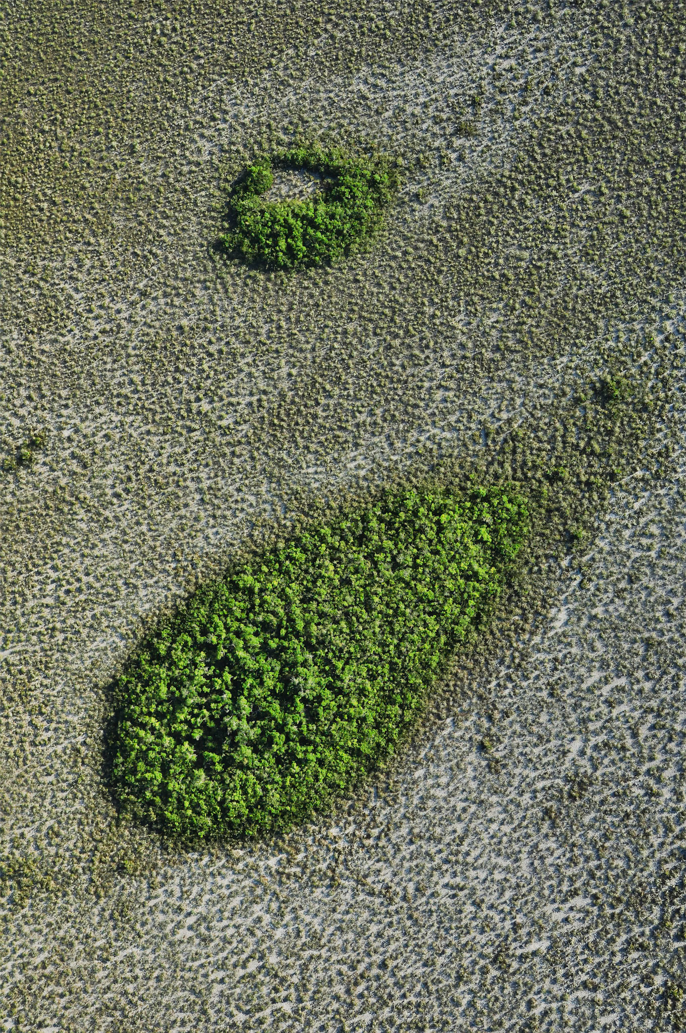 Île de végétation arborée au milieu d'une savane inondable dans Réserve de la Biosphère de Sian Ka'an, Quintana Roo, Mexique