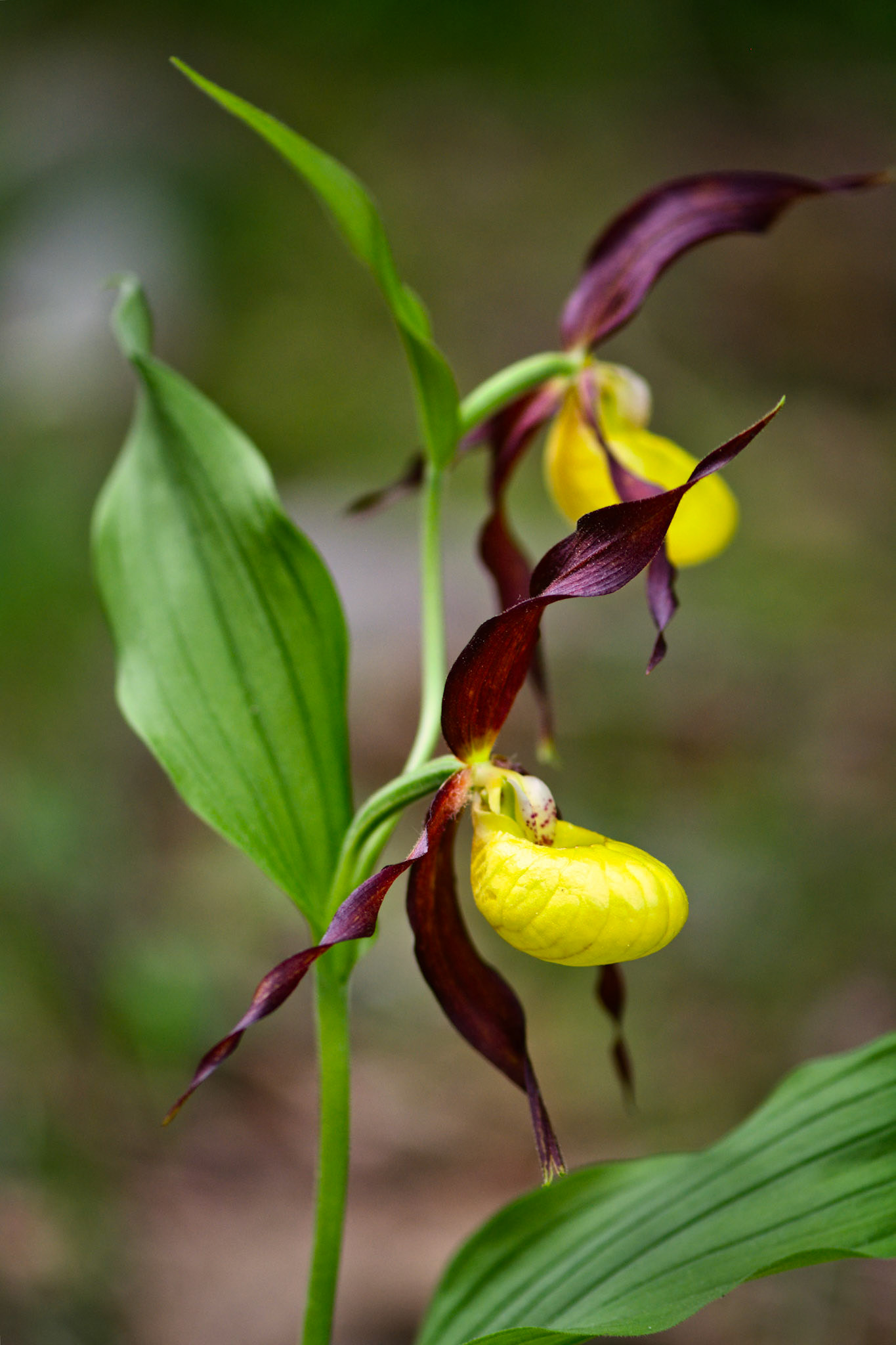 Sabot-de-Vénus d'Europe (Cypripedium calceolus) près du Mont Aiguille en Isère, France