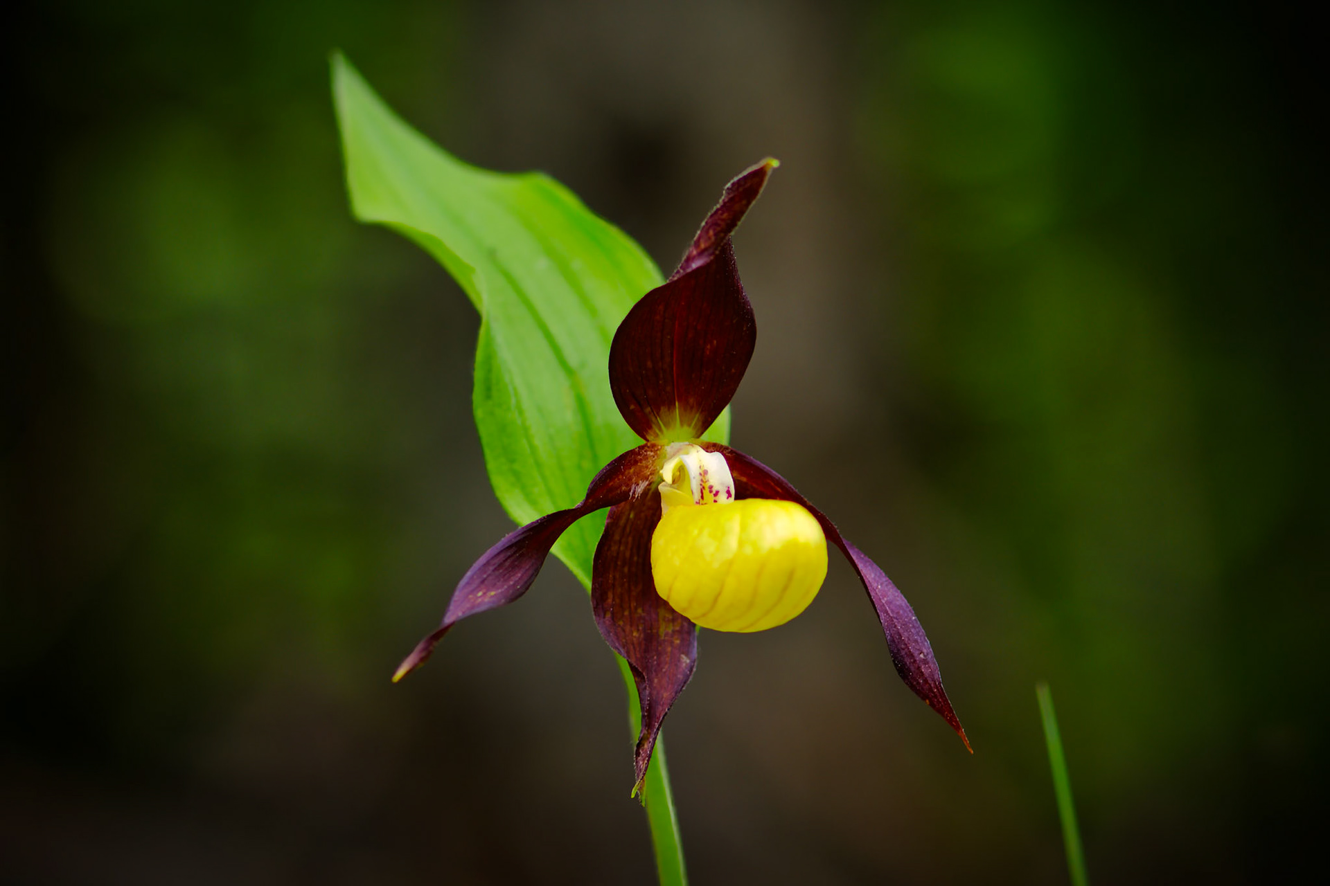 Sabot-de-Vénus d'Europe (Cypripedium calceolus) près du Mont Aiguille en Isère, France