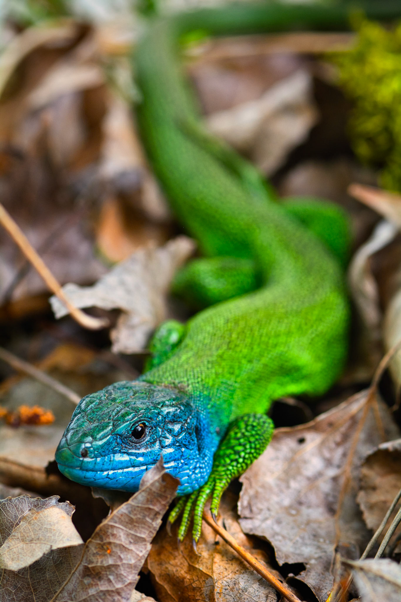Lézard Vert Occidental (Lacerta bilineata), Rhône, France