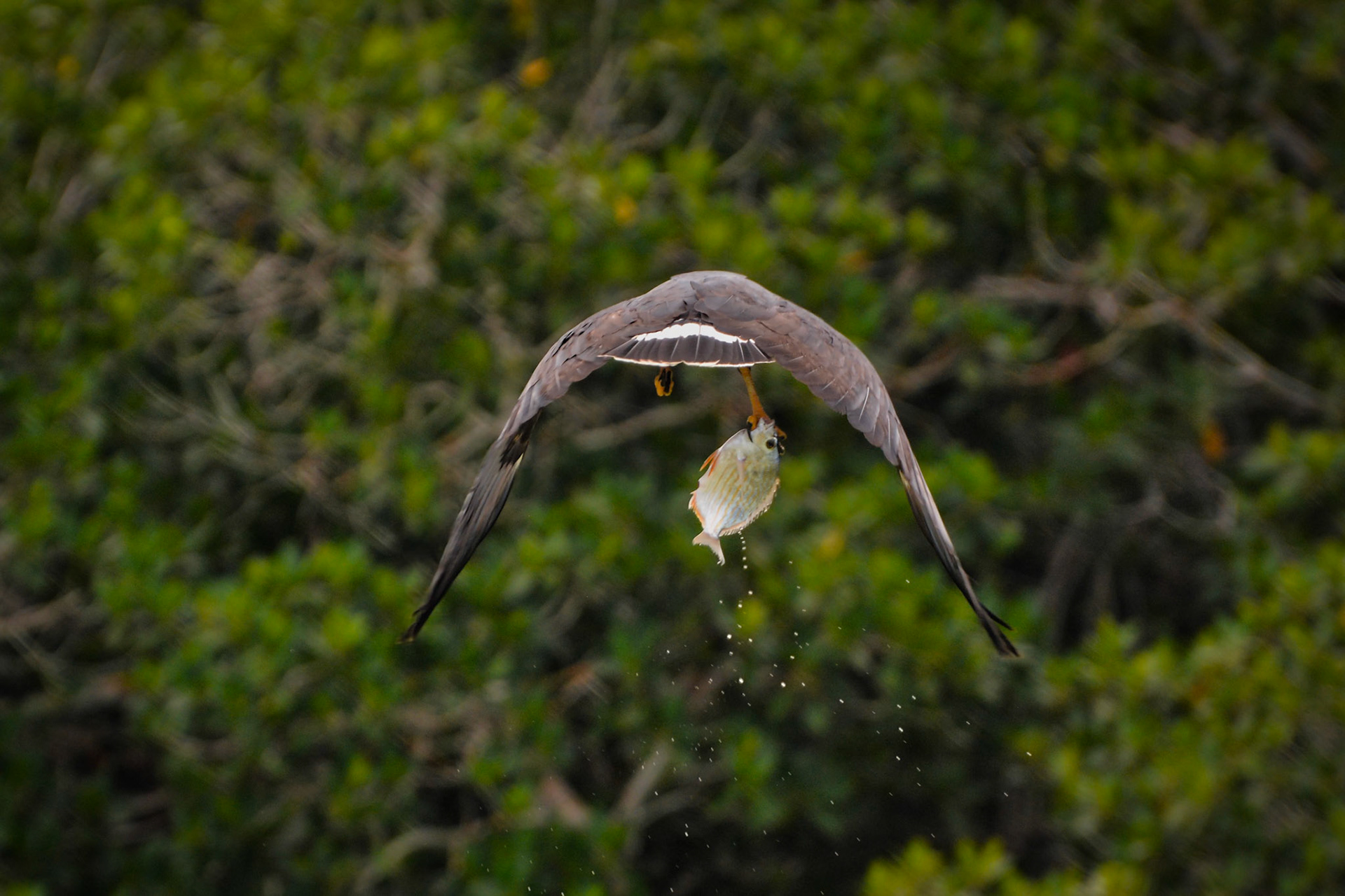 Buse noire (Buteogallus anthracinus) dans la Réserve de la Biosphère de Ría Lagartos, Yucatán, Mexique