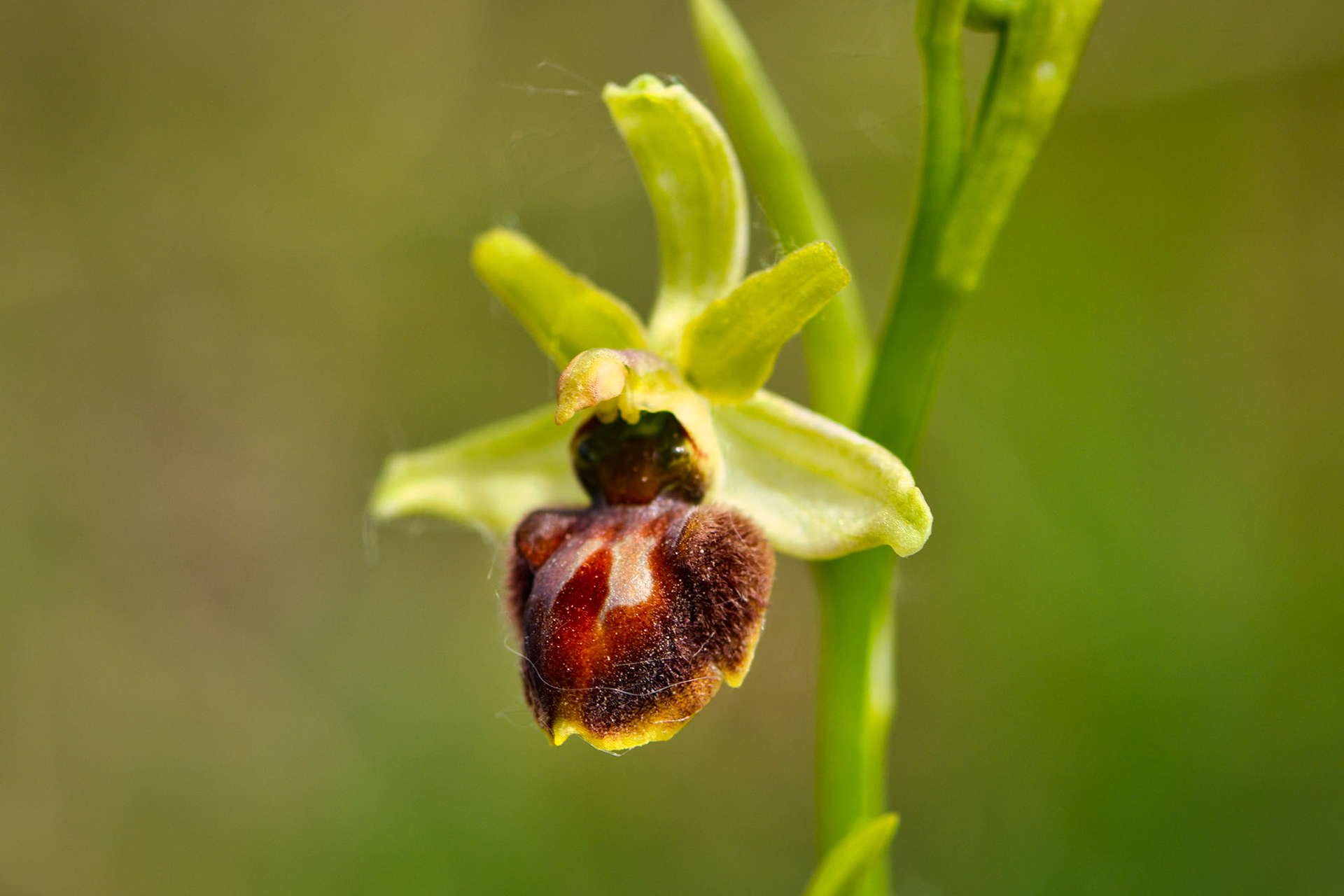Ophrys araignée (Ophrys sphegodes) sur les pelouses sèches du parc de Miribel-Jonage près de Lyon, Rhône, France