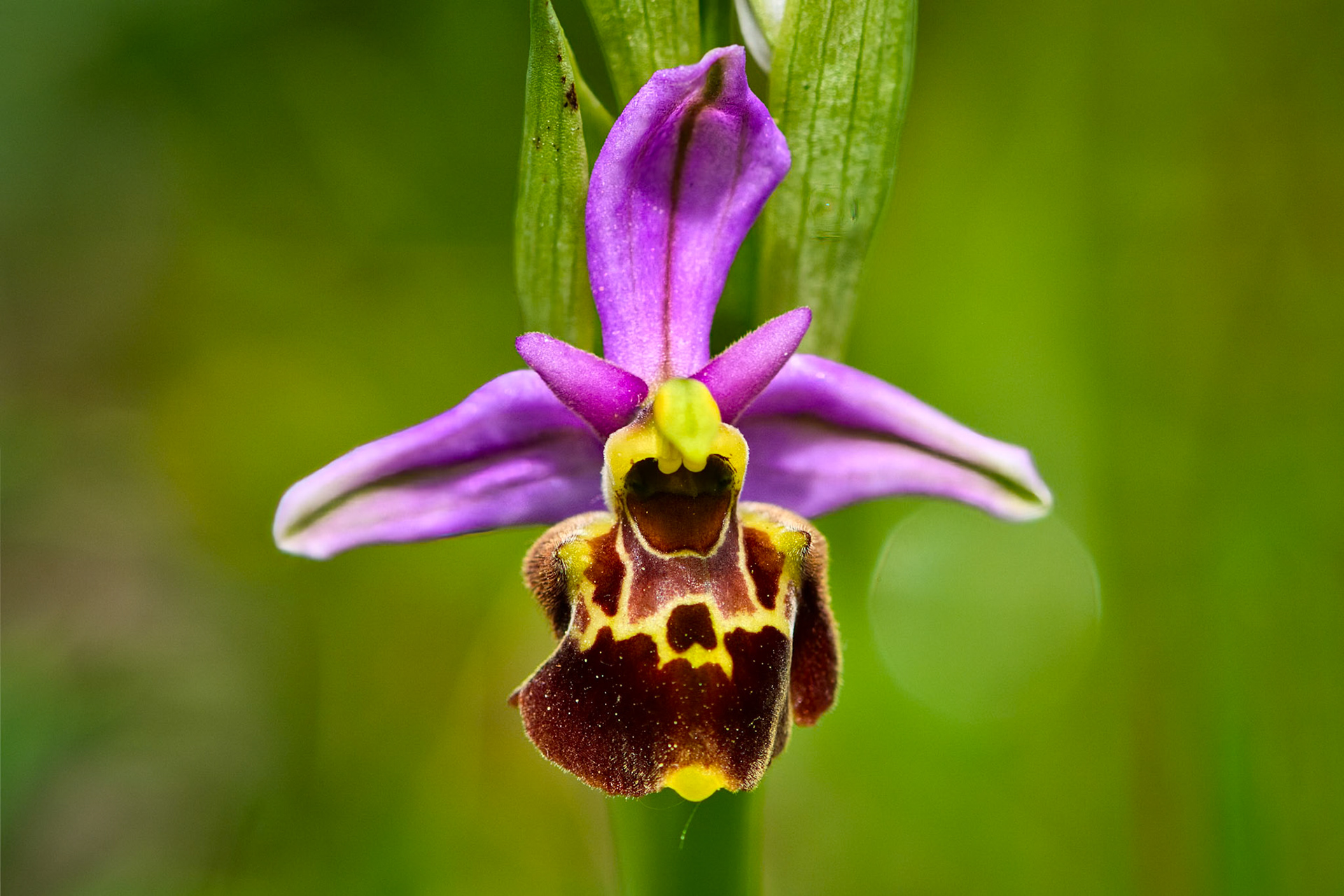 Ophris bourdon précoce (Ophrys fuciflora ssp. fuciflora) prise sur les pelouses sèches du parc de Miribel-Jonage près de Lyon, Rhône, France