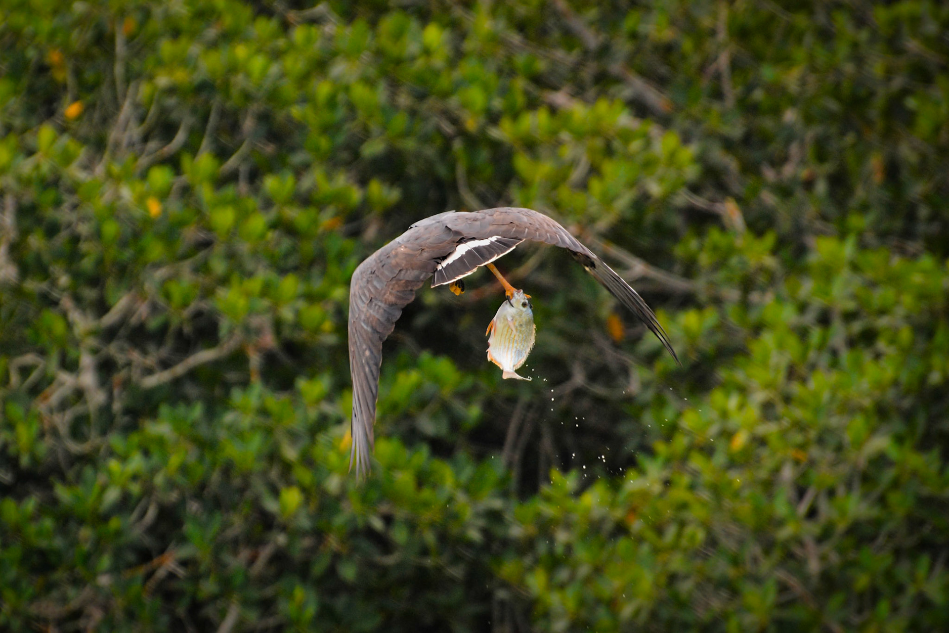 Buse noire (Buteogallus anthracinus) dans la Réserve de la Biosphère de Ría Lagartos, Yucatán, Mexique