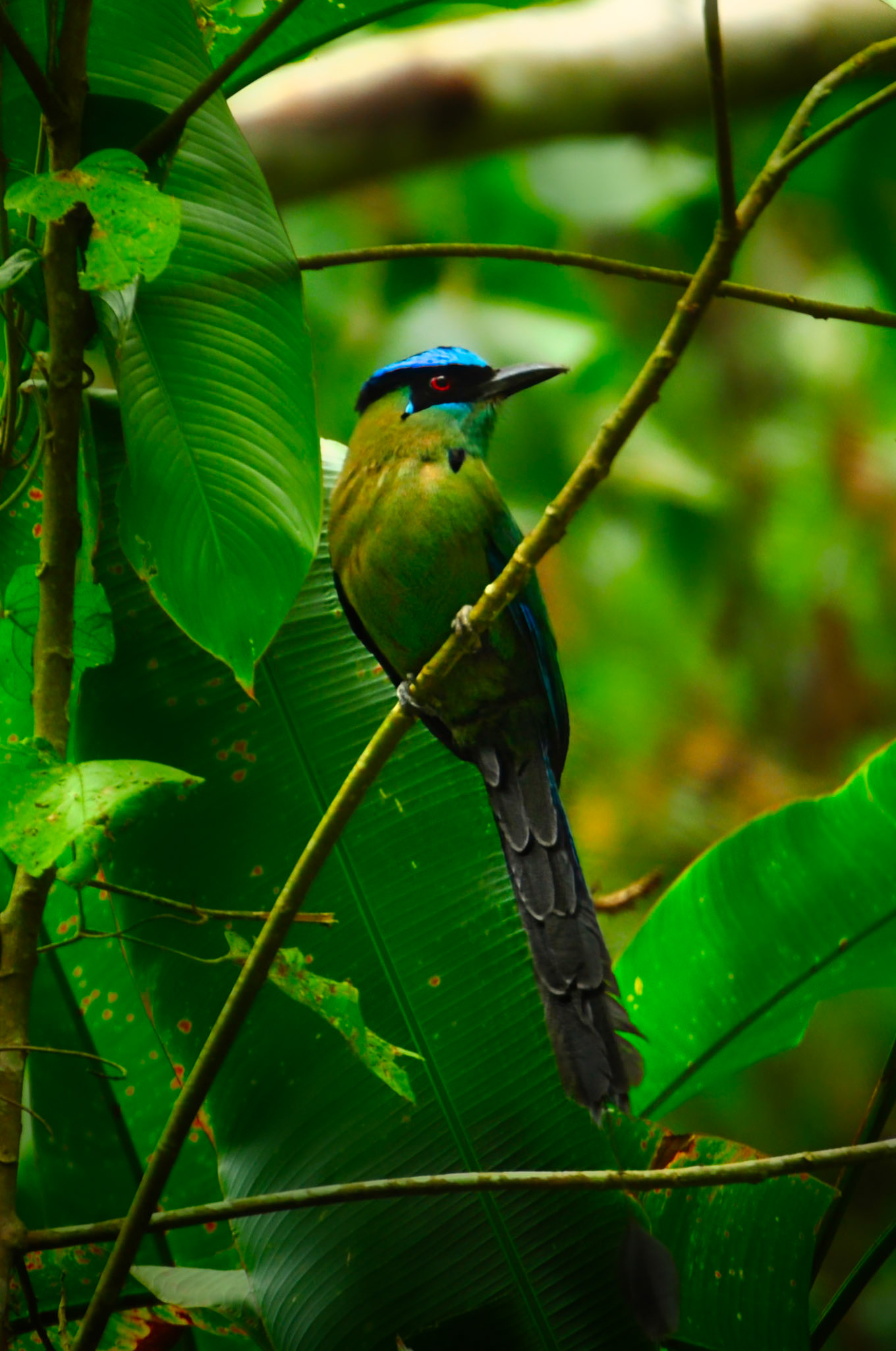 Motmot d'Équateur (Momotus aequatoriali, Pérou