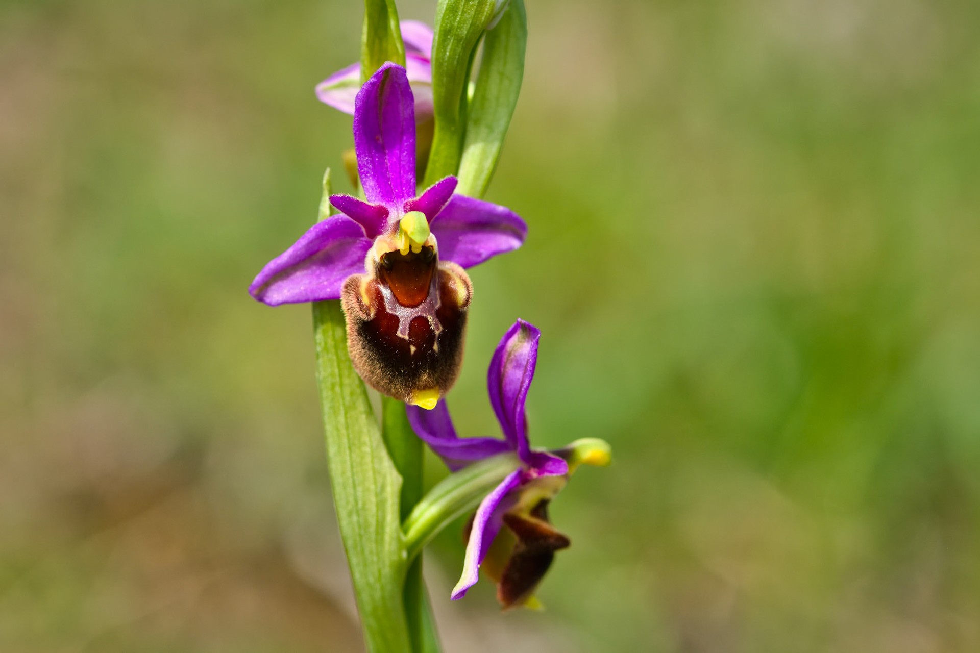 Ophrys bourdon précoce (Ophrys fuciflora ssp. fuciflora) sur les pelouses sèches du parc de Miribel-Jonage près de Lyon, Rhône, France