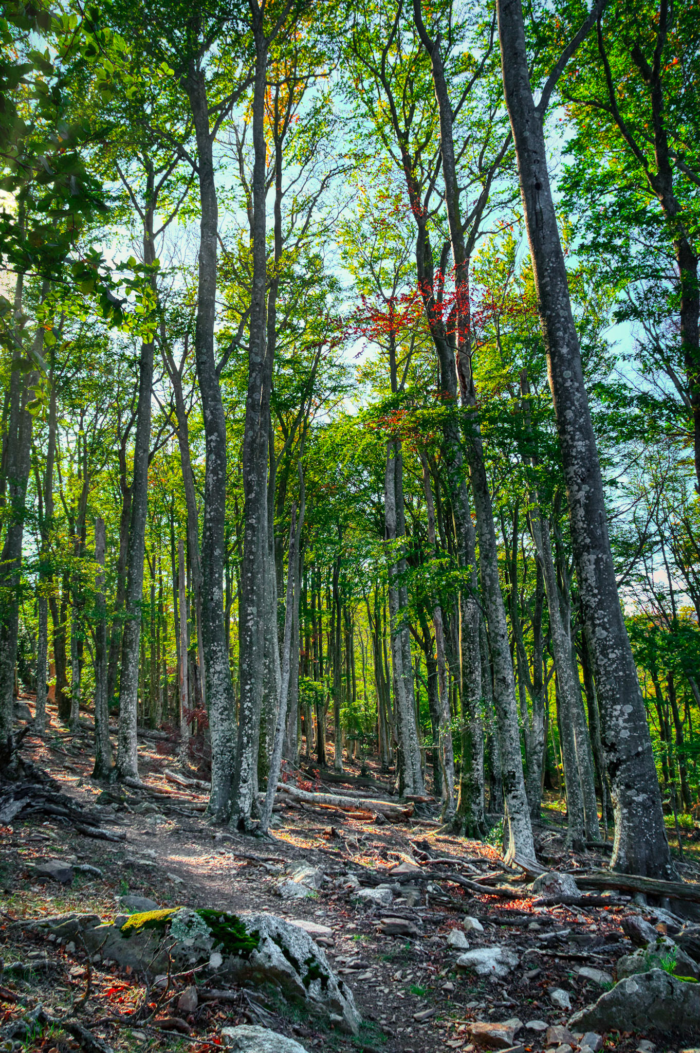 Hêtraie cathédrale de la Réserve Naturelle Nationale de la Forêt de Massane