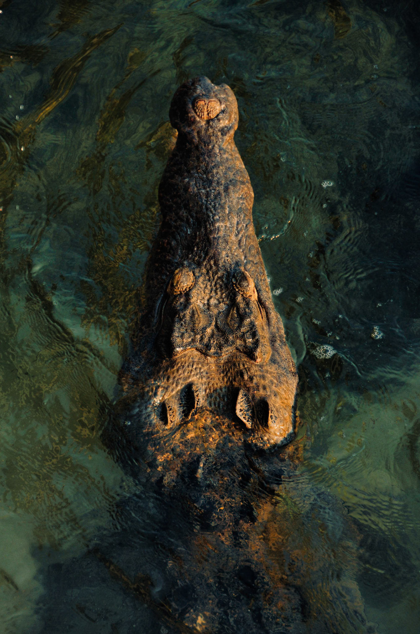 Crocodile américain (Crocodylus acutus) dans la Réserve de Sian Ka'an, Quintana Roo, Mexique