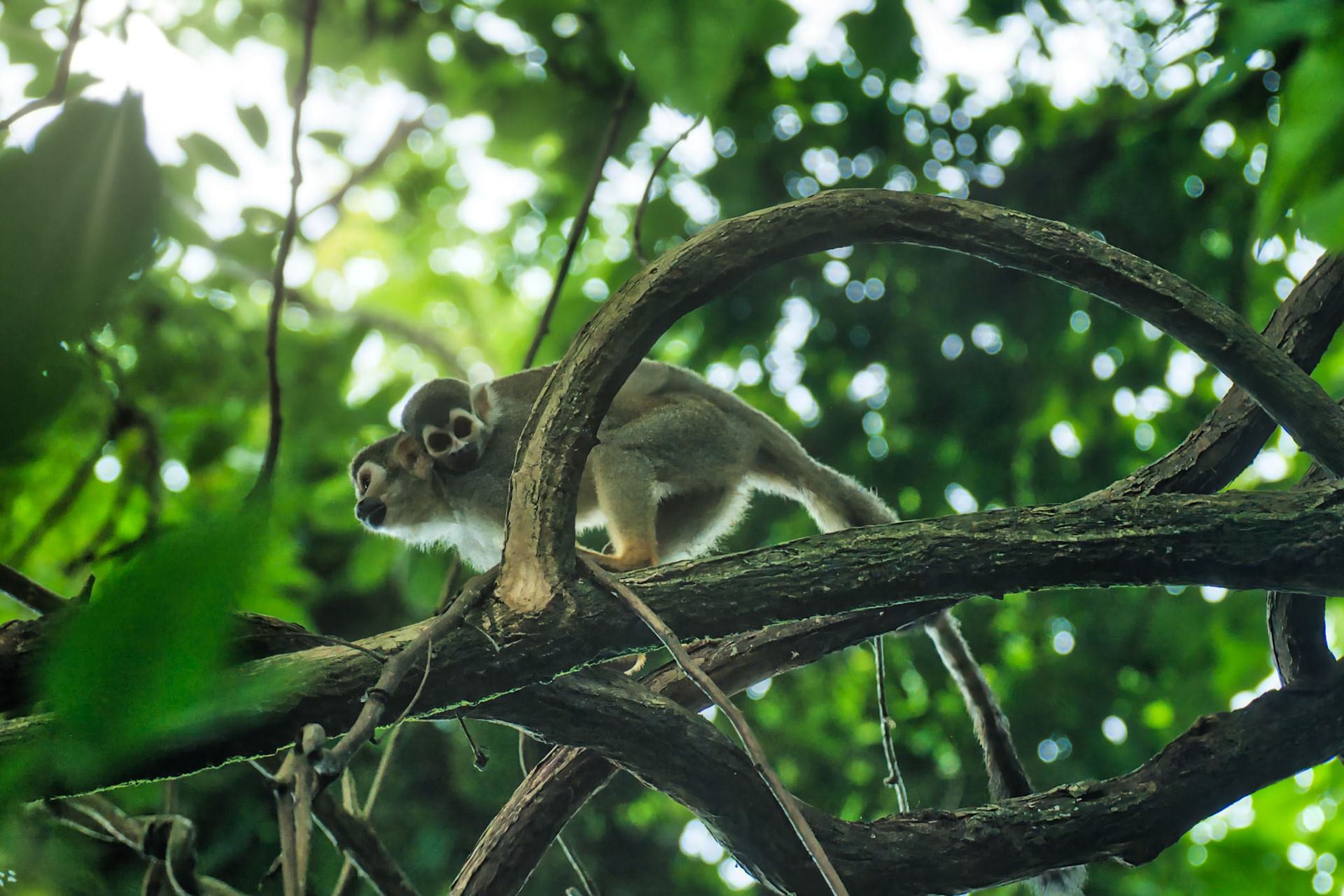 Saïmiris écureuils (Saimiri sciureus), Guyane