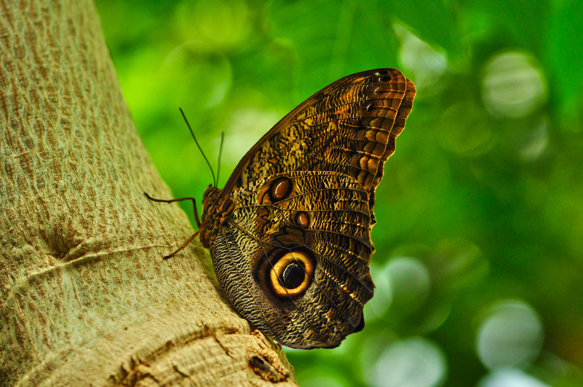Papillon