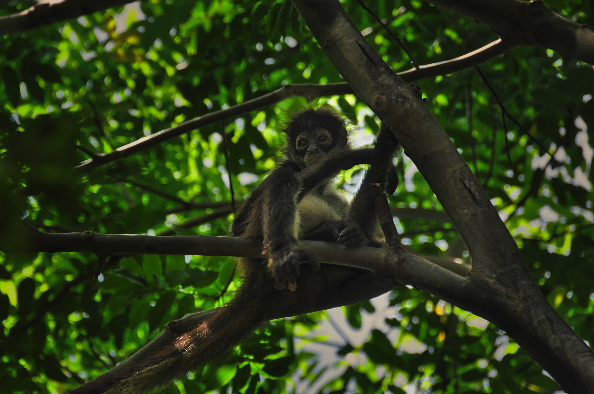 Singe araigné (Ateles geoffroyi yucatanensis), Péninsule du Yucatán, Mexique