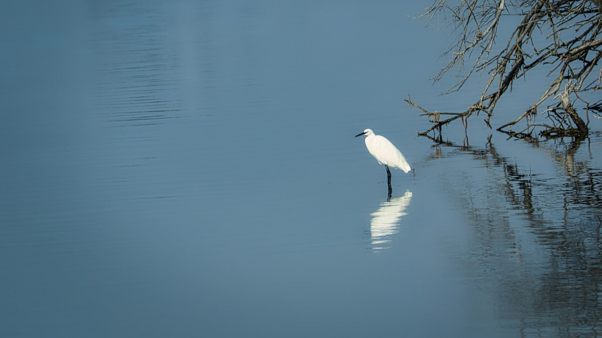 Aigrette garzette (Egretta garzetta) sur les bords de l'Étang de Vaccarès, dans la Réserve naturelle nationale de Camargue, France