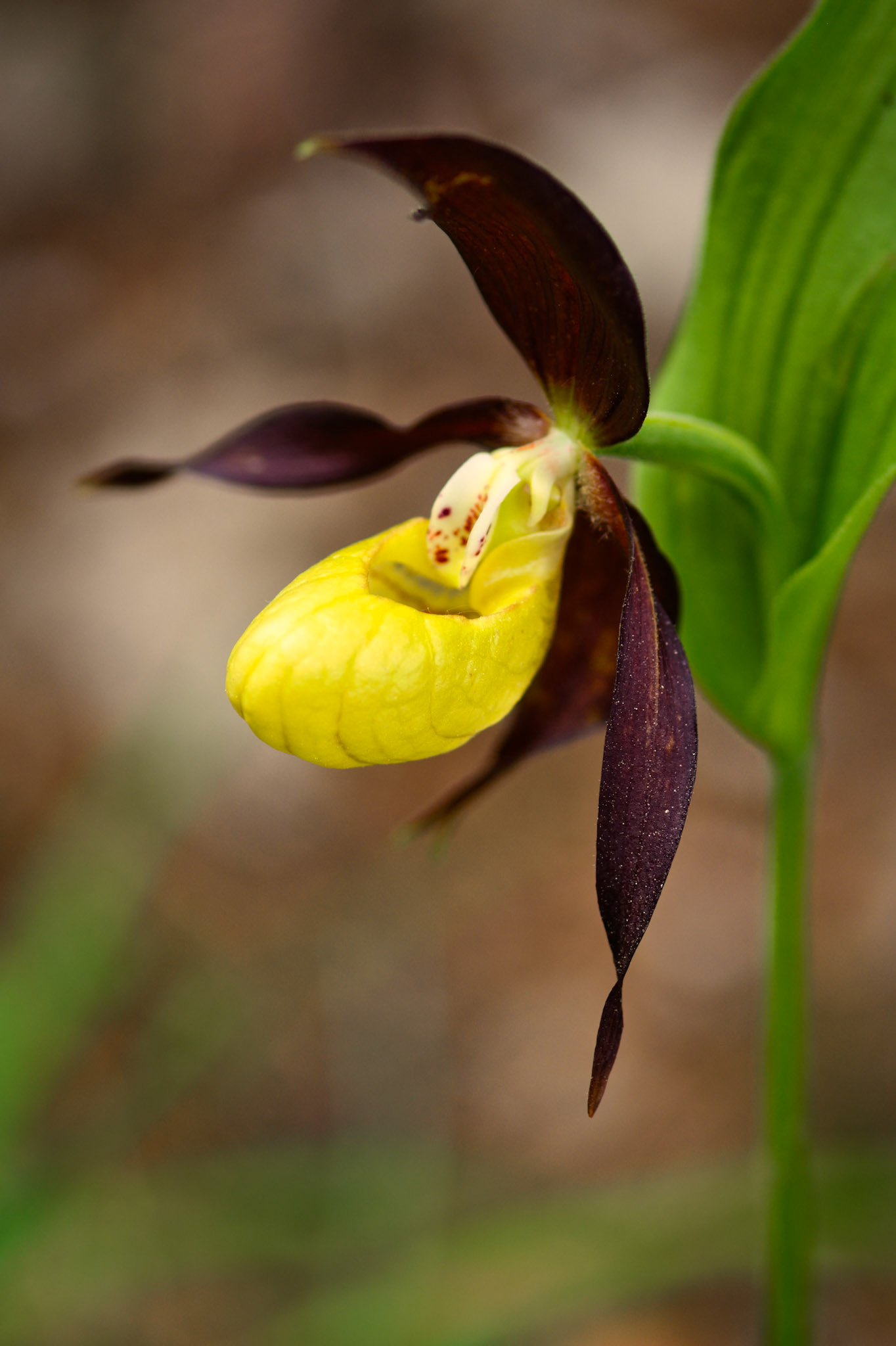 Sabot-de-Vénus d'Europe (Cypripedium calceolus) près du Mont Aiguille en Isère, France