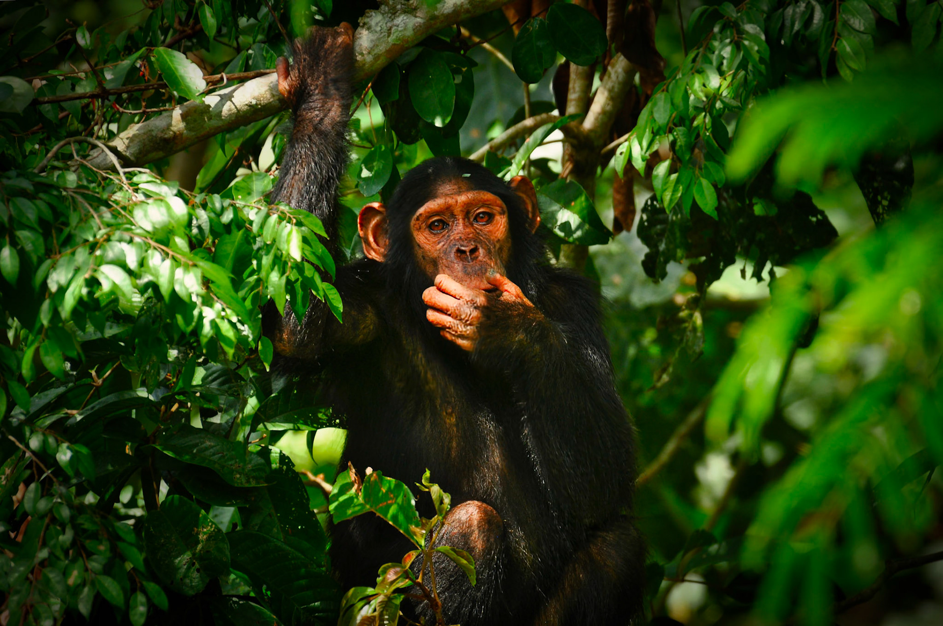 Chimpanzé (Pan troglodytes) dans le parc de la Lékédi au Gabon