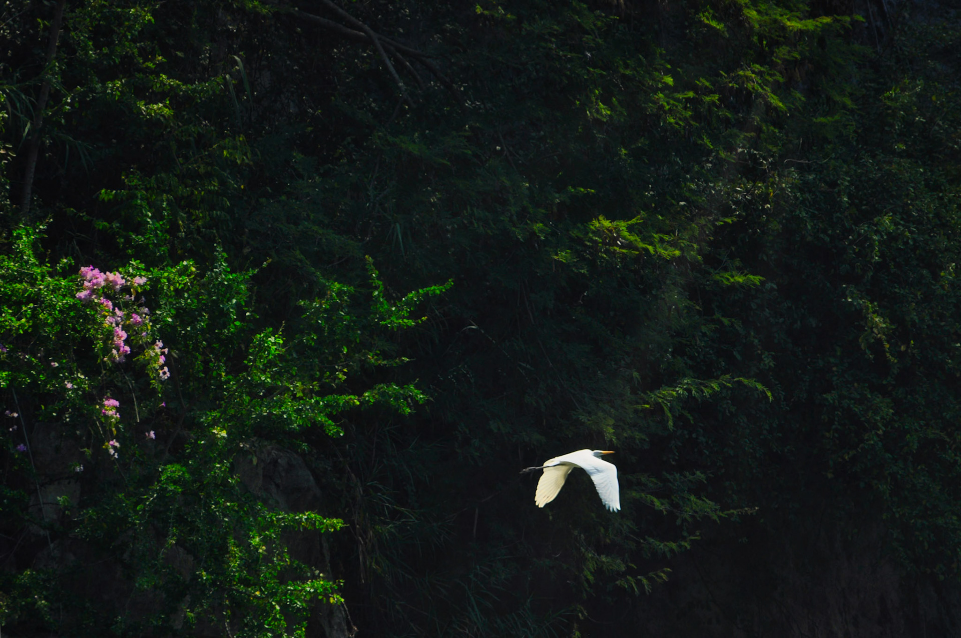 Grande Aigrette (Ardea alba) en vol dans le Cañón del Sumidero, Chiapas, Mexique