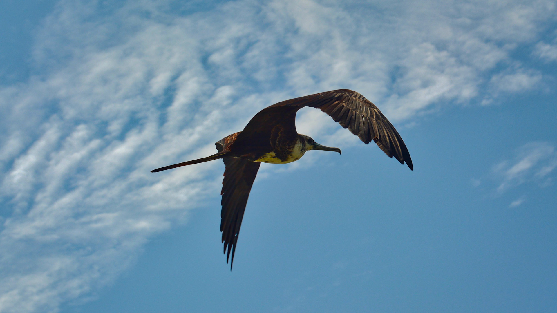 Frégate Superbe (Fregata magnificens) dans la Réserve de la Biosphère de Ría Lagartos, Yucatán, Mexique