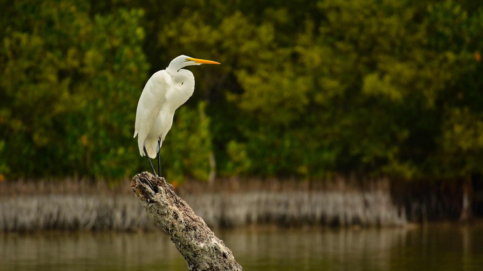 Grande aigrette (Ardea alba) dans la Réserve de la Biosphère de Ría Lagartos, Yucatán, Mexique