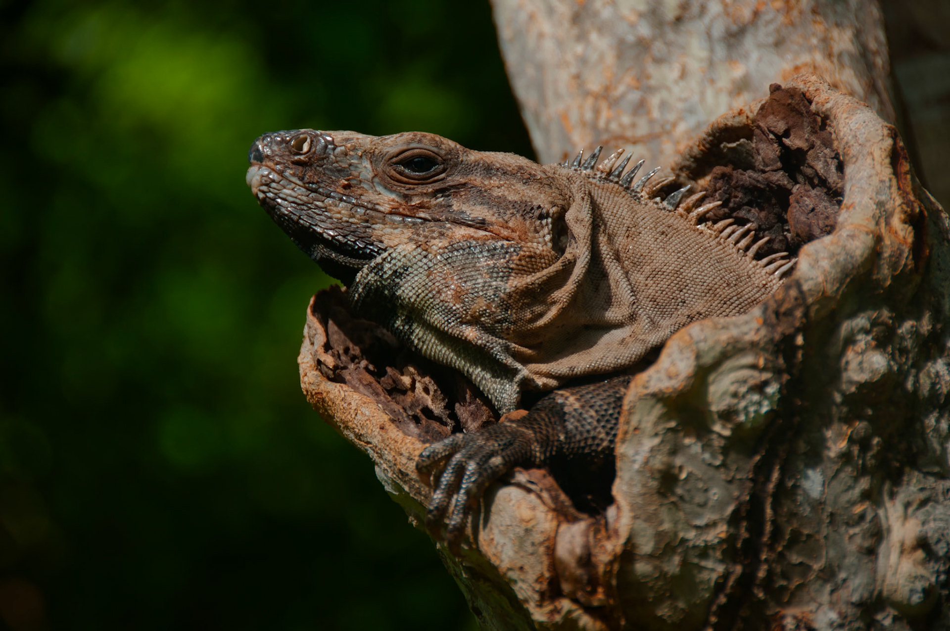 Cténosaure Noir (Ctenosaura similis) posé dans un tronc d'arbre, Quintana Roo, Mexique