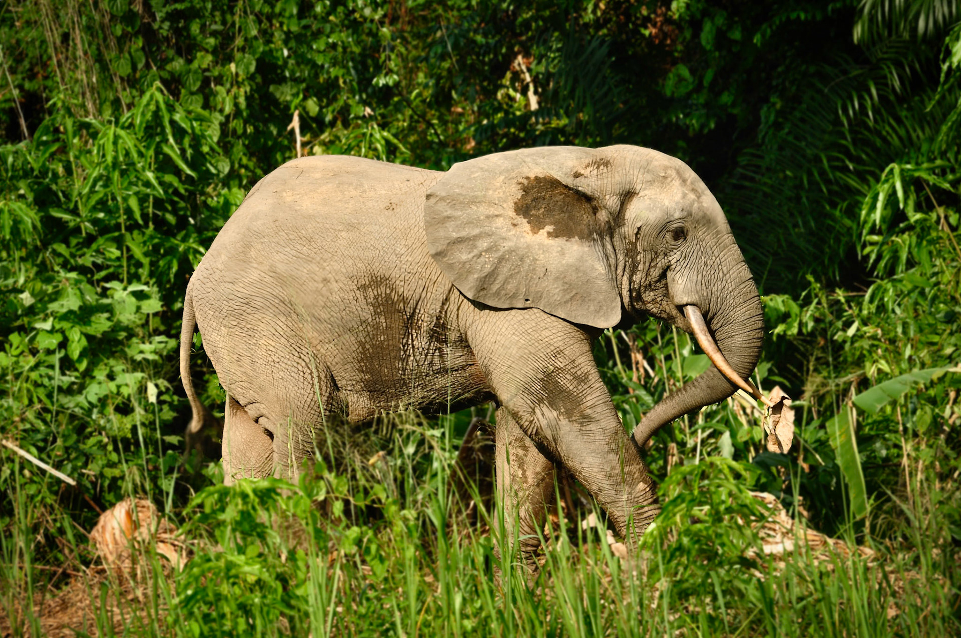 Éléphant de forêt (Loxodonta cyclotis) au Gabon