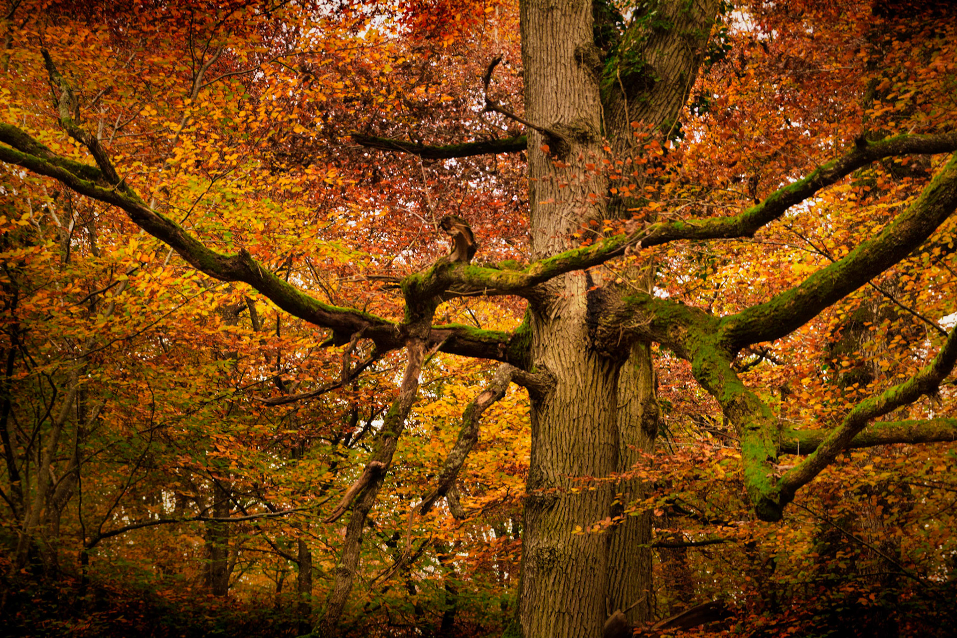 Forêt d'Allogny en Sologne à l'automne