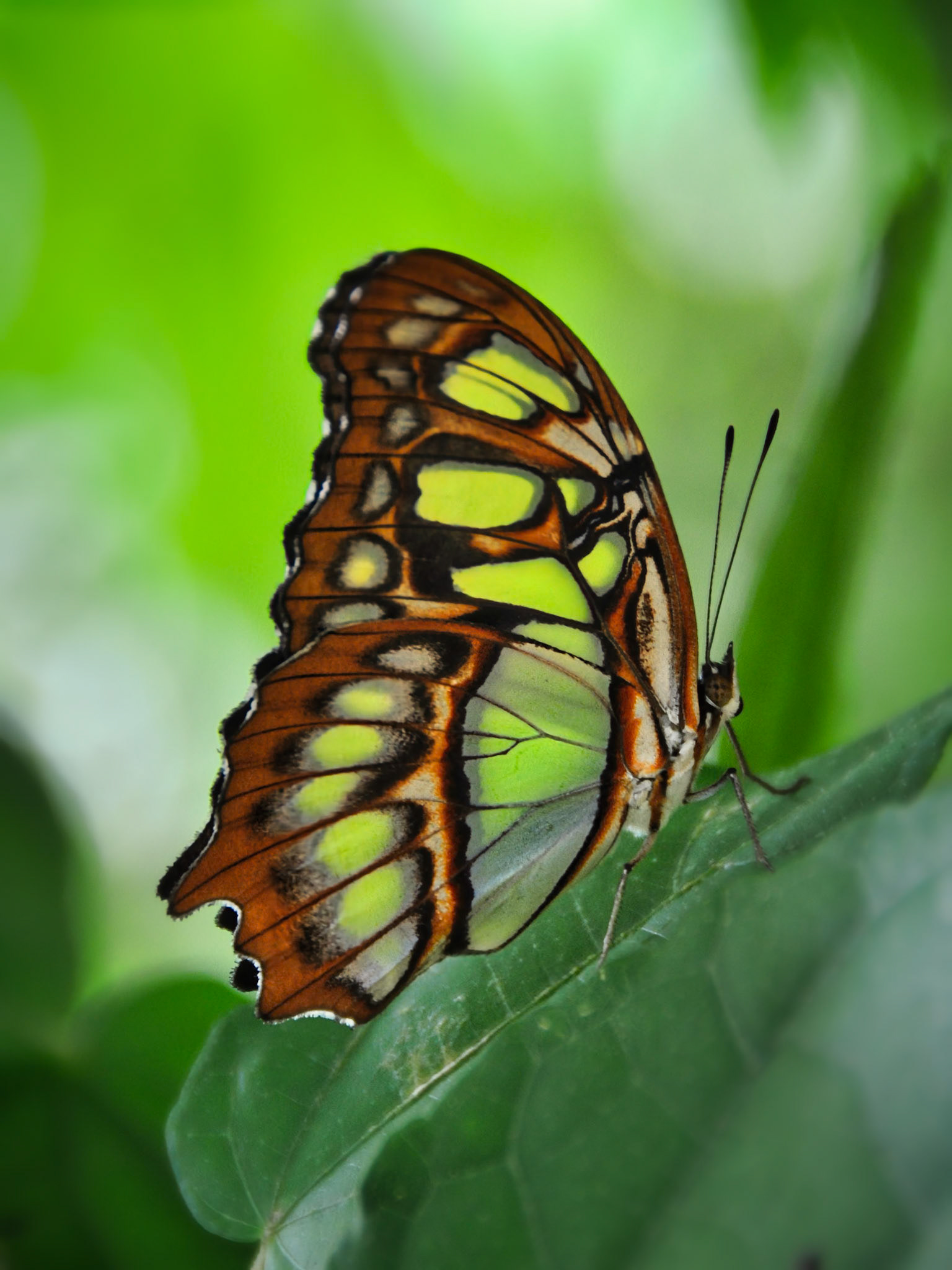 Malachite (Siproeta stelenes), Quintana Roo, Mexique