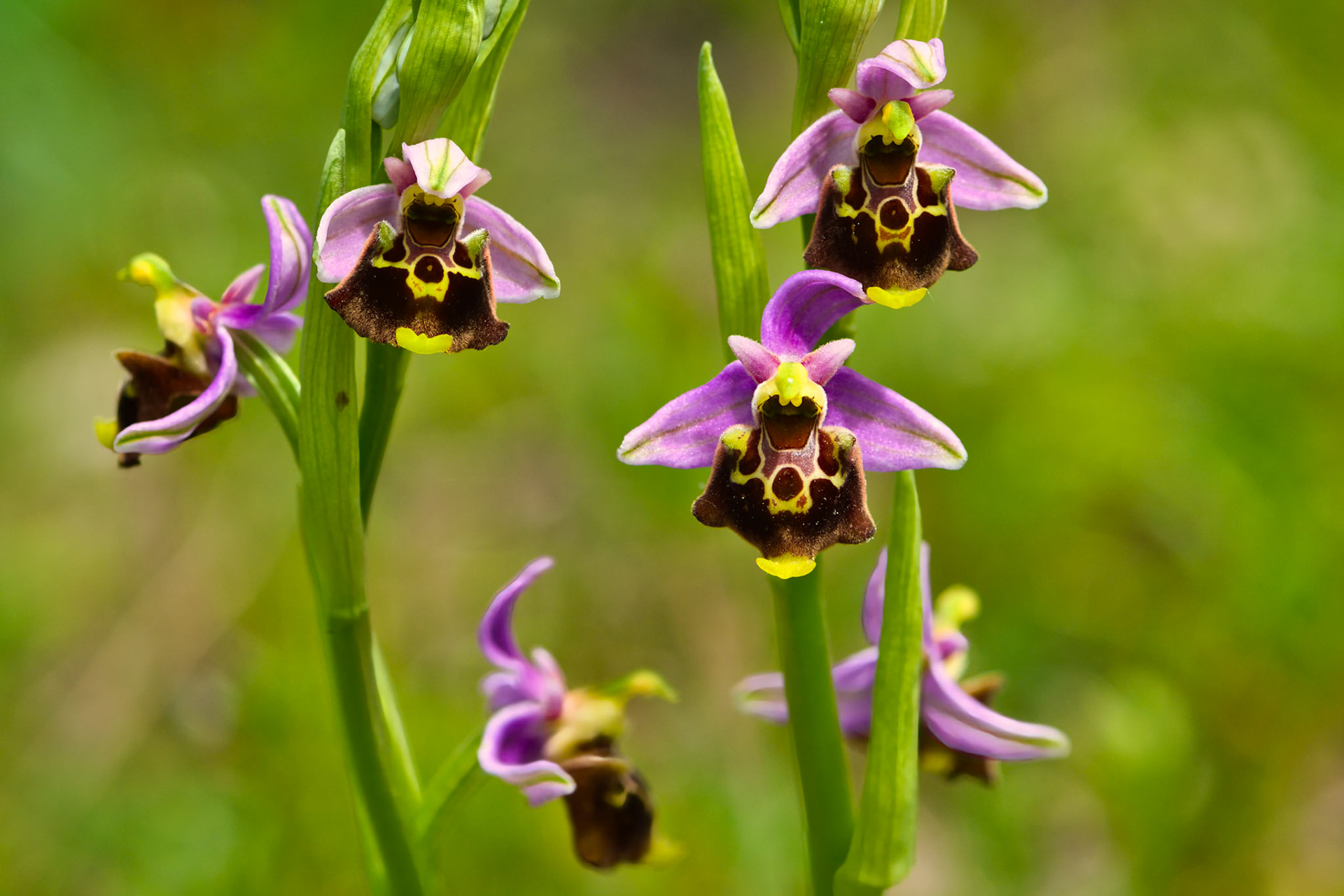 Ophrys bourdon précoce (Ophrys fuciflora ssp. fuciflora) sur les pelouses sèches du parc de Miribel-Jonage près de Lyon, Rhône, France