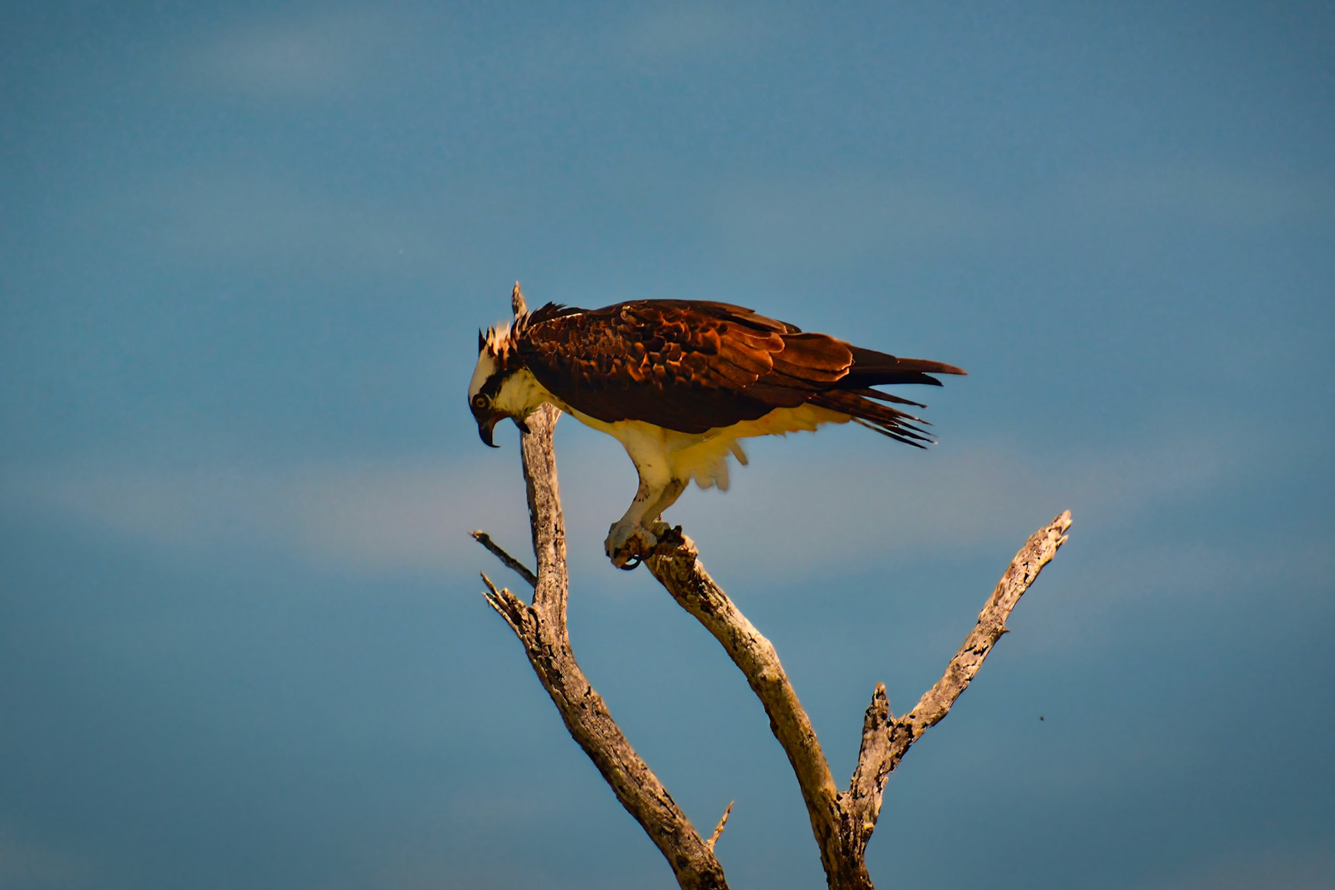 Balbuzard pêcheur (Pandion haliaetus) dans la Réserve de la Biosphère de Ría Lagartos, Yucatán, Mexique