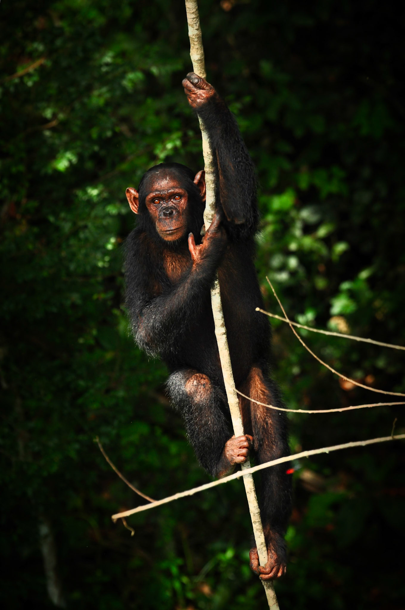 Chimpanzé Tschego (Pan troglodytes ssp. troglodytes) dans le parc de la Lékédi au Gabon