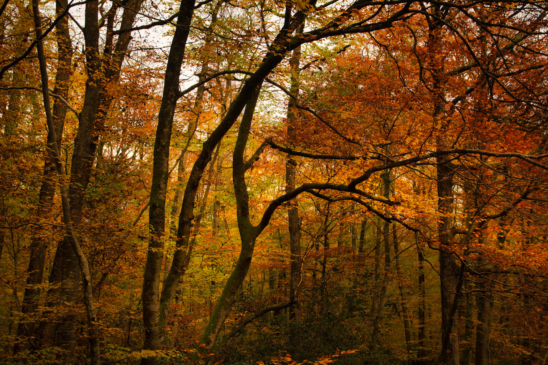 Forêt d'Allogny en Sologne à l'automne