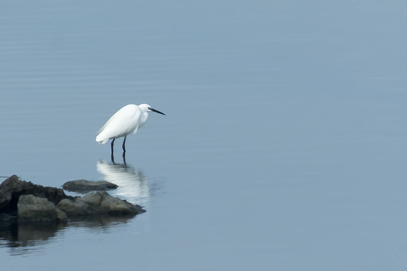 Aigrette garzette (Egretta garzetta) sur les bords de l'Étang de Vaccarès, dans la Réserve naturelle nationale de Camargue, France
