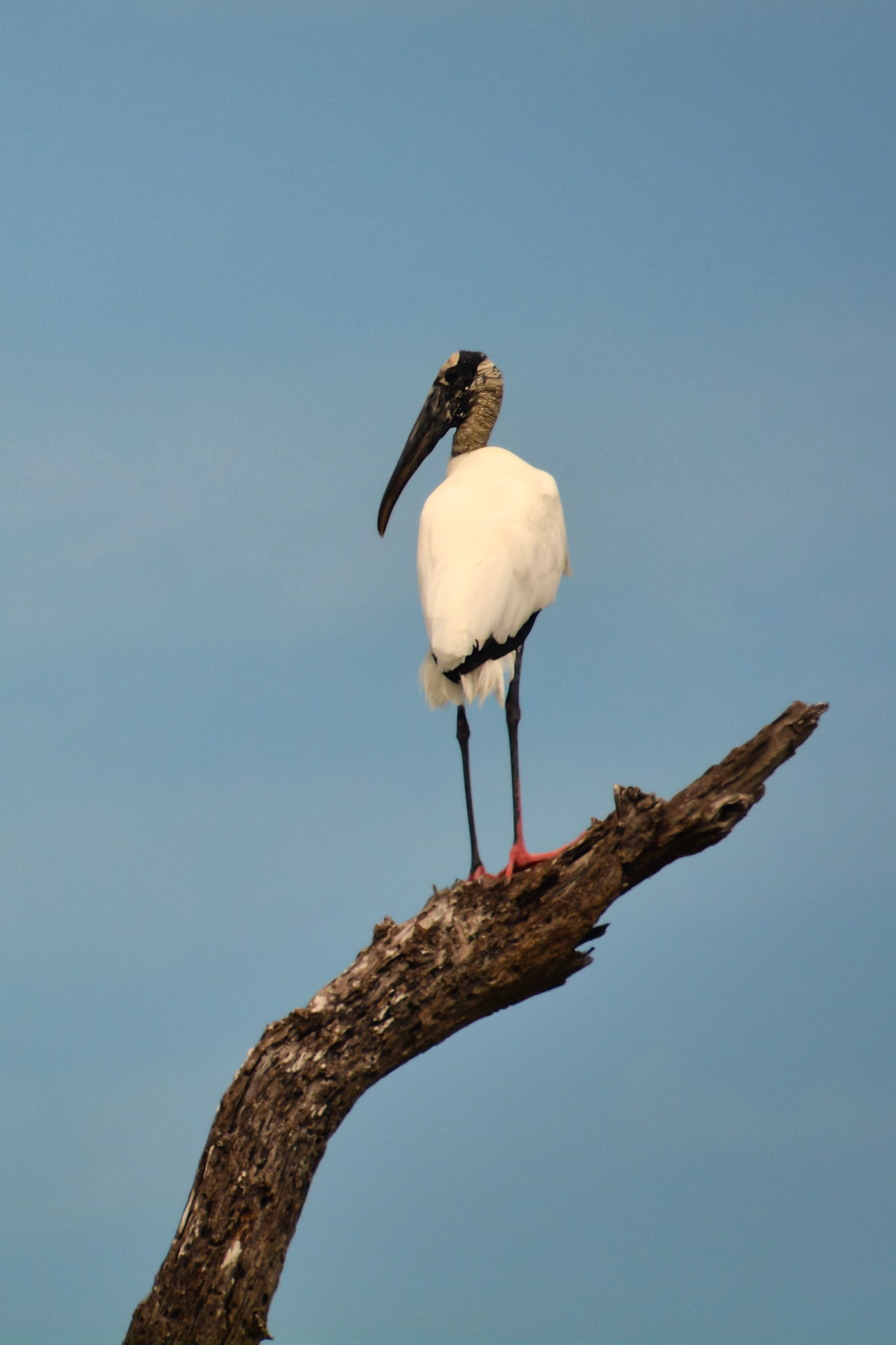 Tantale d'Amérique (Mycteria americana) dans la Réserve de la Biosphère de Ría Lagartos, Yucatán, Mexique
