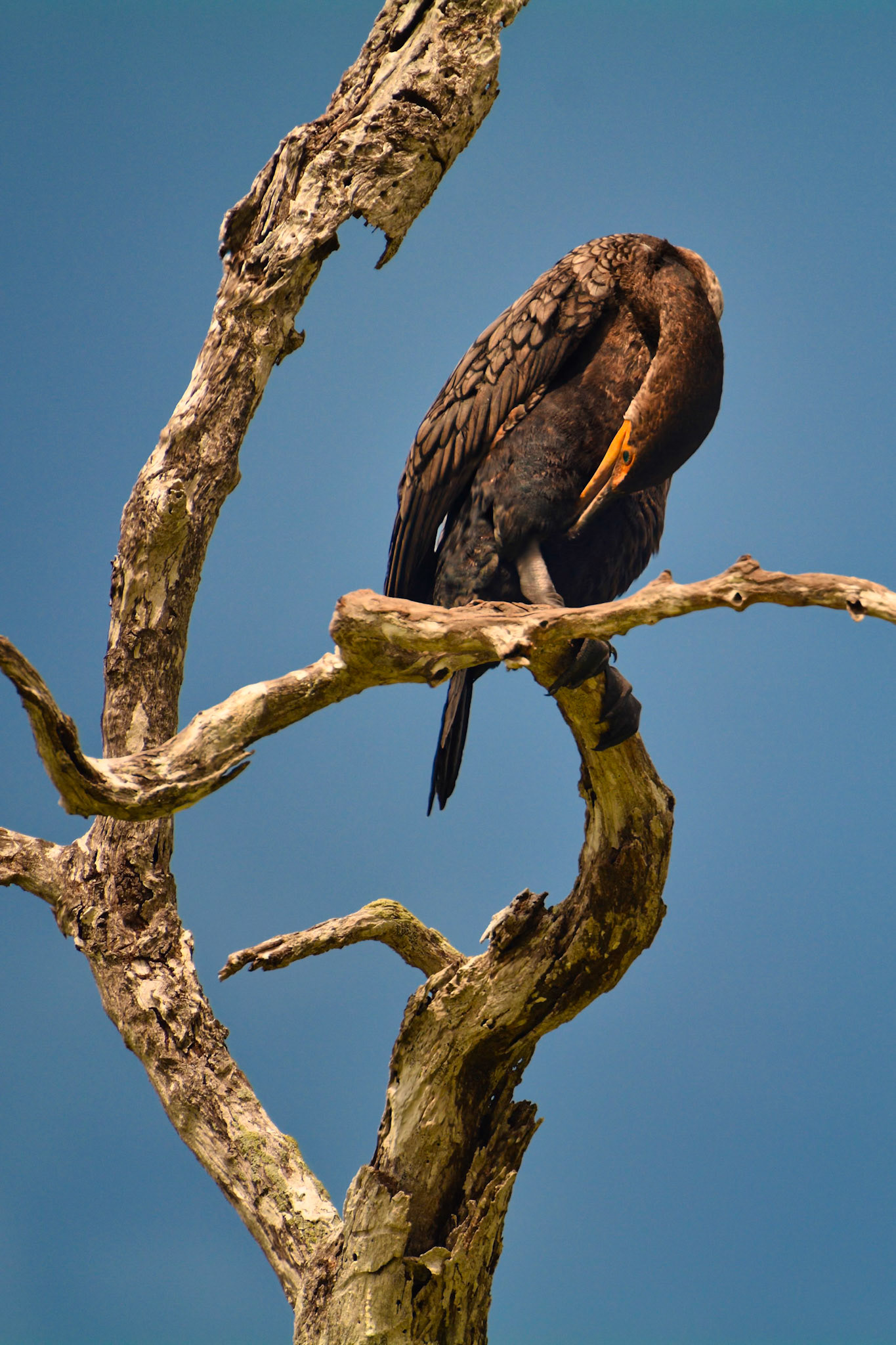 Cormoran à Aigrettes (Nannopterum auritum) dans la Réserve de la Biosphère de Ría Lagartos, Yucatán, Mexique