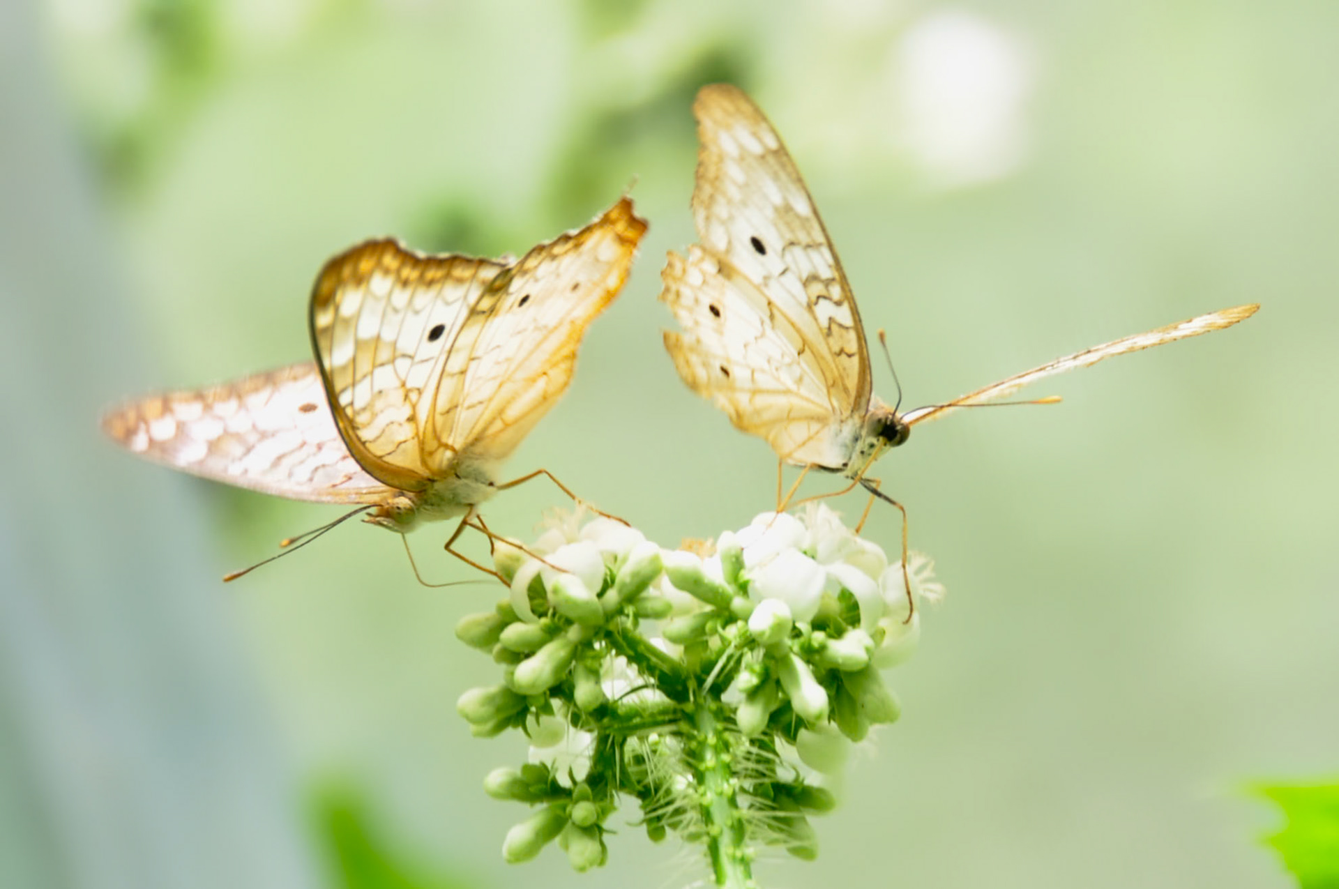 Nymphale Cendré (Anartia jatrophae), Quintana Roo, Mexique