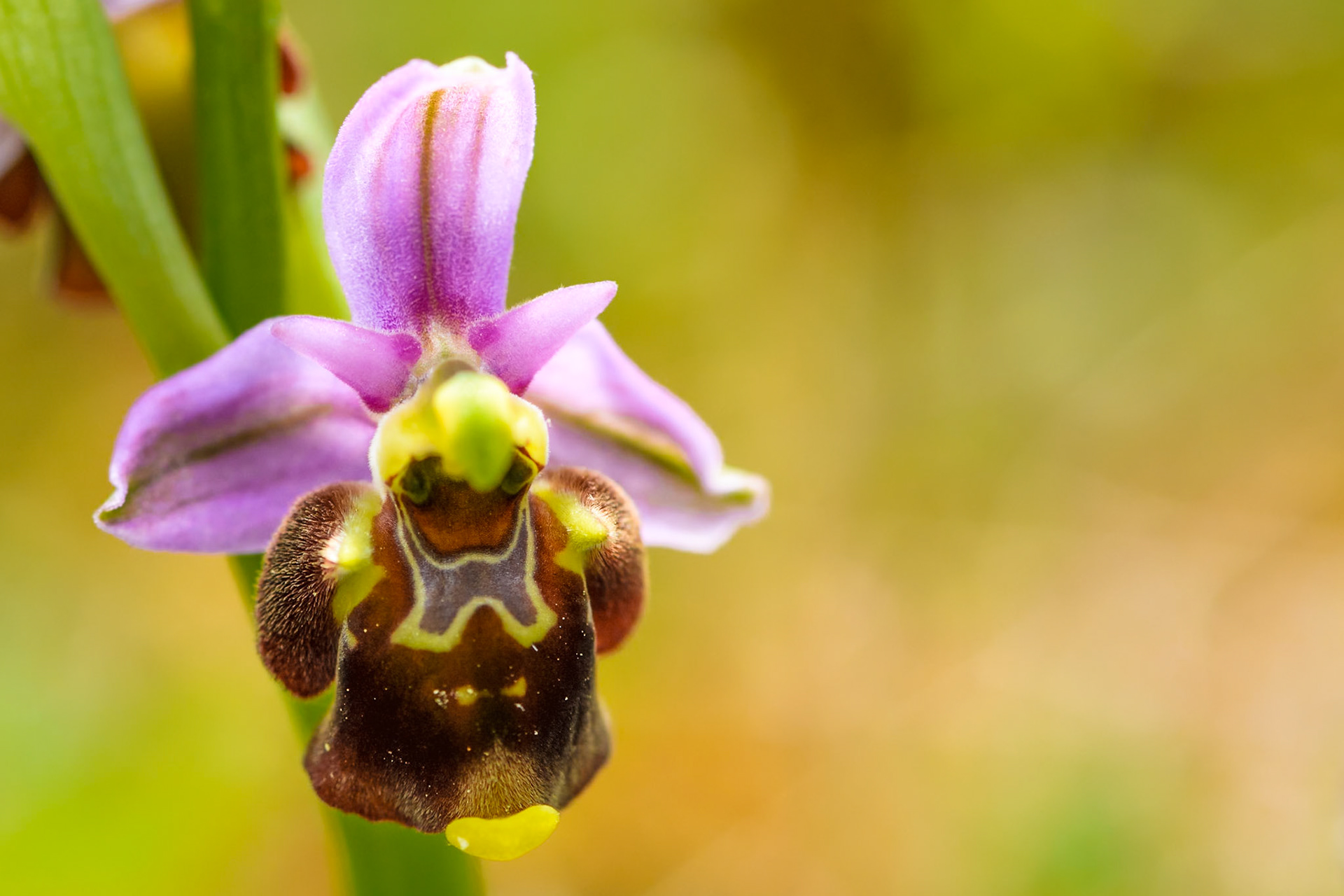 Ophrys bourdon précoce (Ophrys fuciflora ssp. fuciflora) sur les pelouses sèches du parc de Miribel-Jonage près de Lyon, Rhône, France