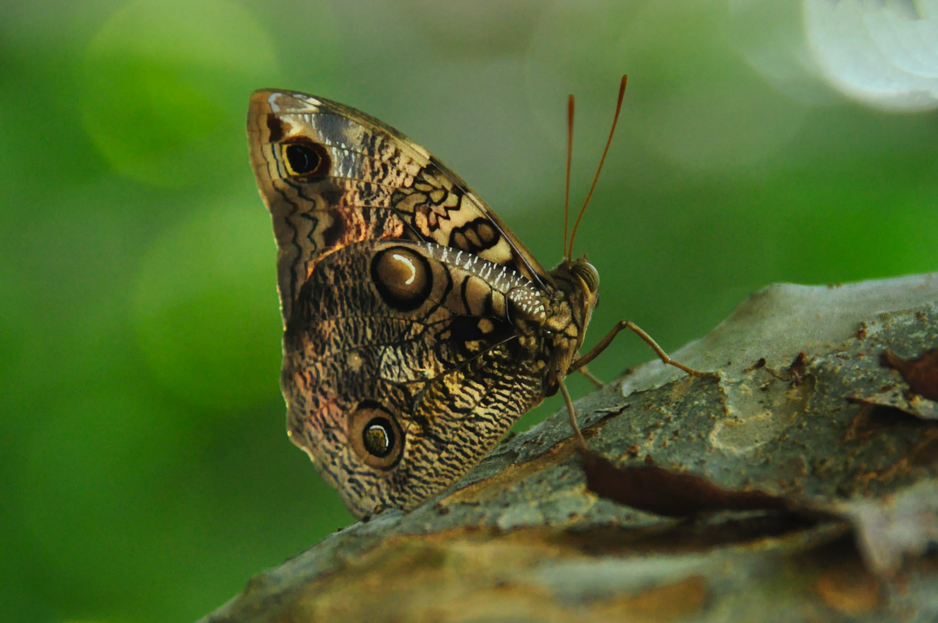 Petit Hibou à Bandes Fendues (Opsiphanes fabricii ssp. fabricii), Péninsule du Yucatán, Mexique