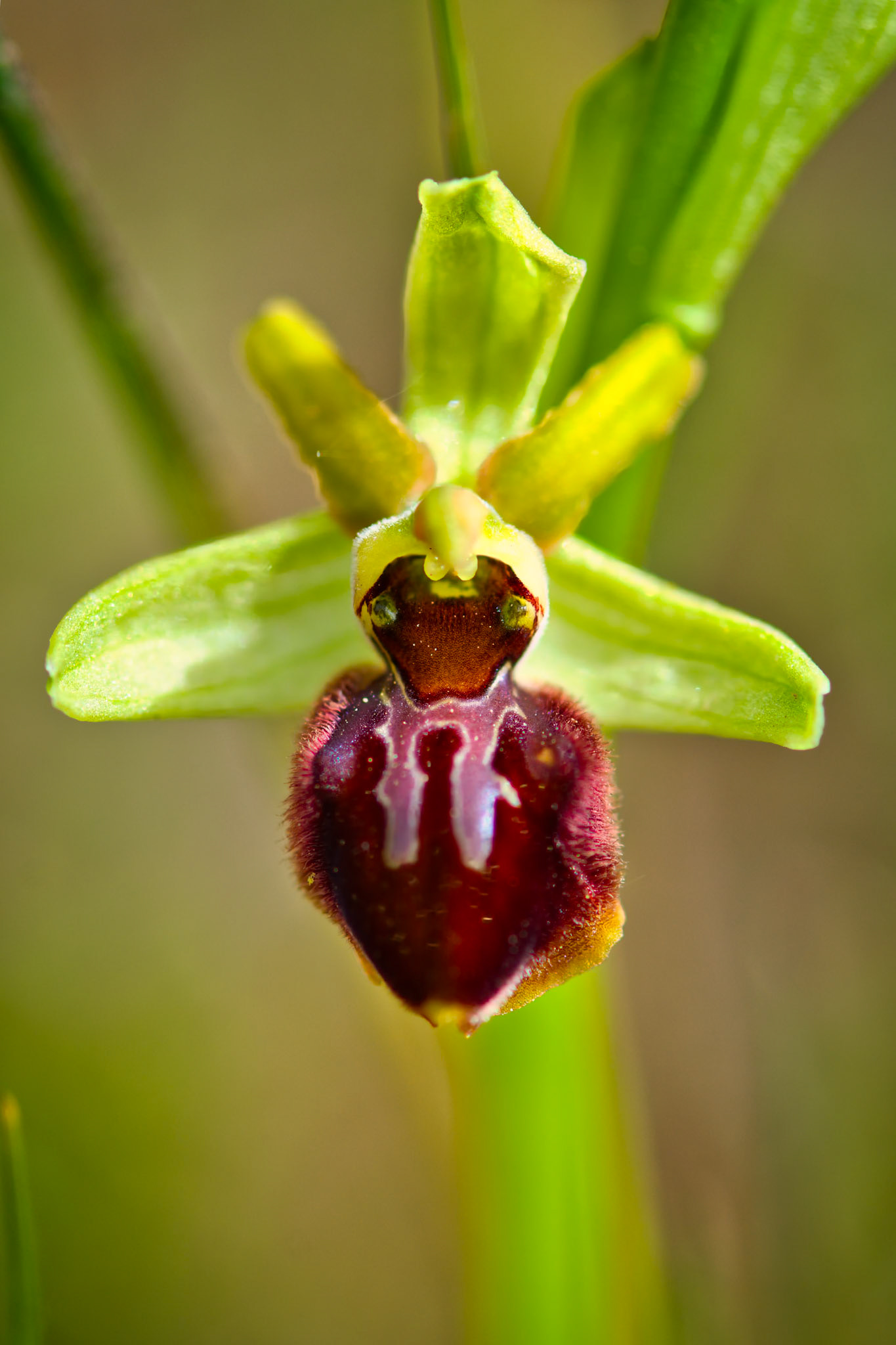 Ophrys araignée (Ophrys sphegodes) sur les pelouses sèches du parc de Miribel-Jonage près de Lyon, Rhône, France