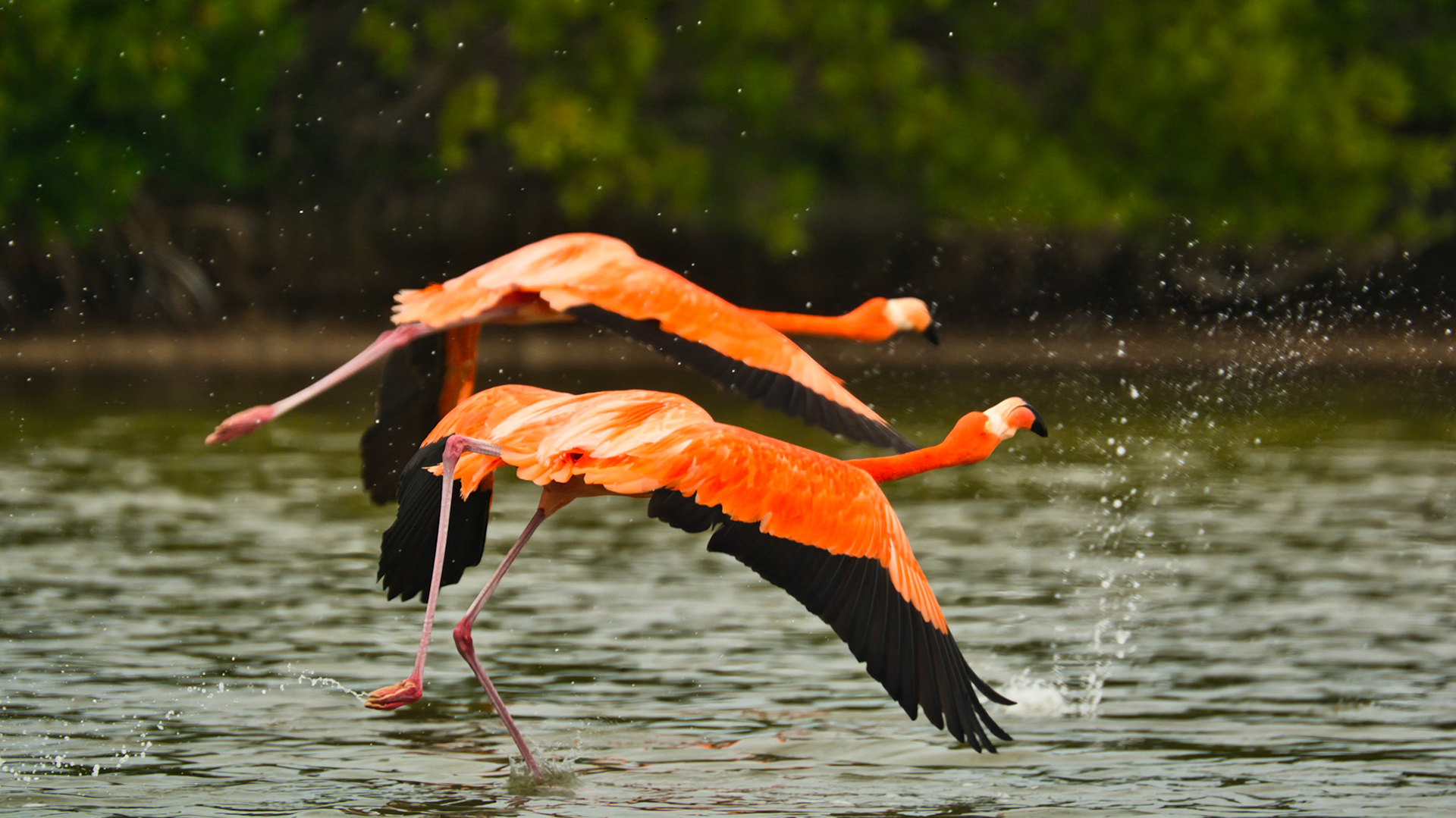 Flamants des Caraïbes (Phoenicopterus ruber) dans la Réserve de la Biosphère de Ría Lagartos, Yucatán, Mexique