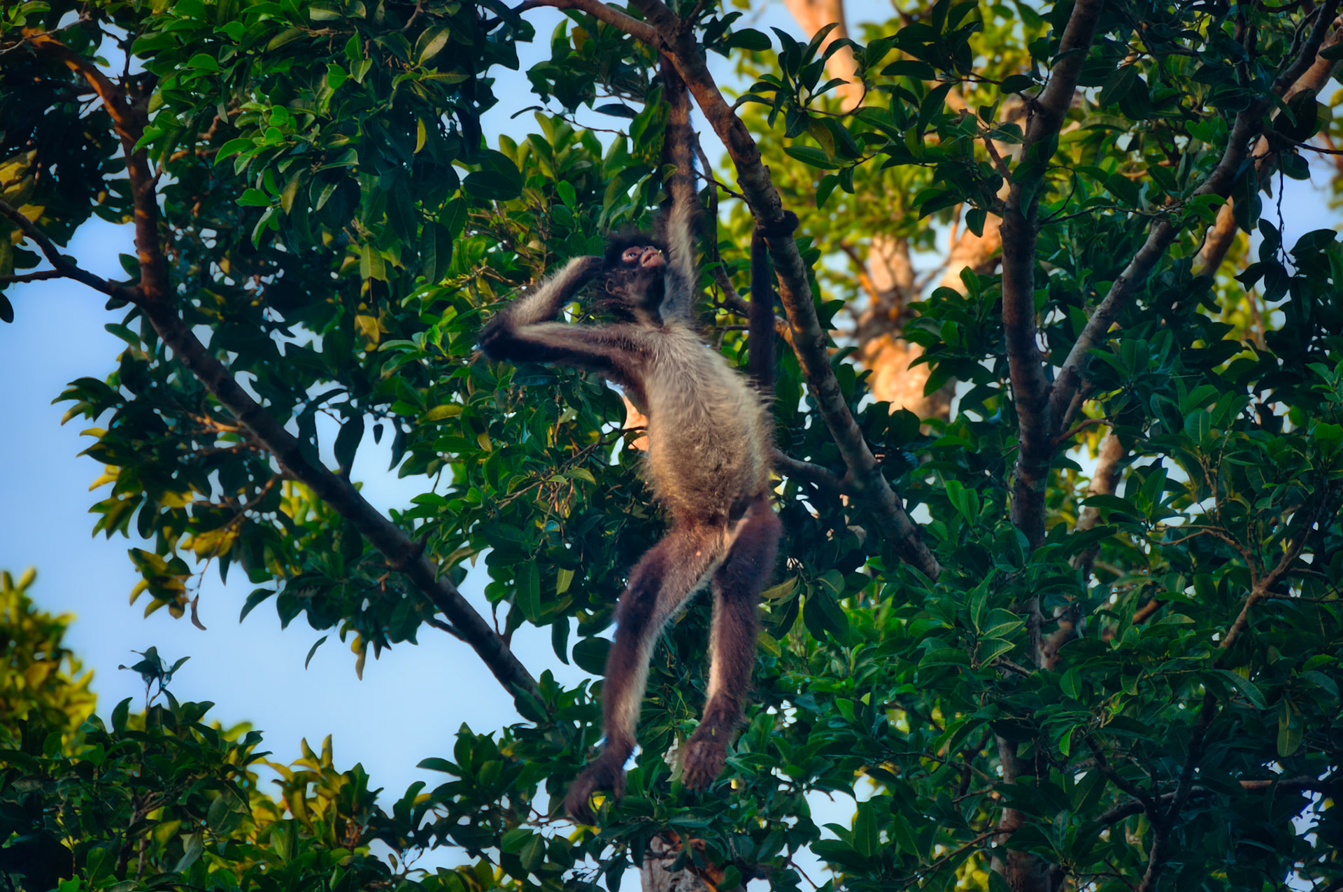 Singe araigné (Ateles geoffroyi yucatanensis), Puerto Morelos, Quintana Roo, Mexique