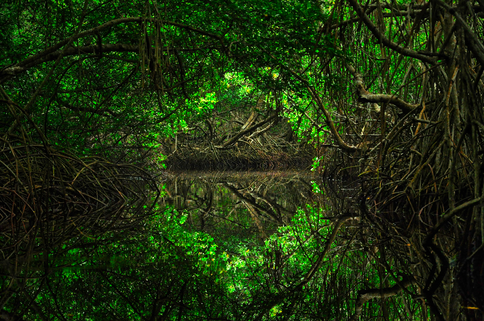 Tunnel de mangrove dans la Réserve de la Biosphère de Ría Celestún, Yucatán, Mexique