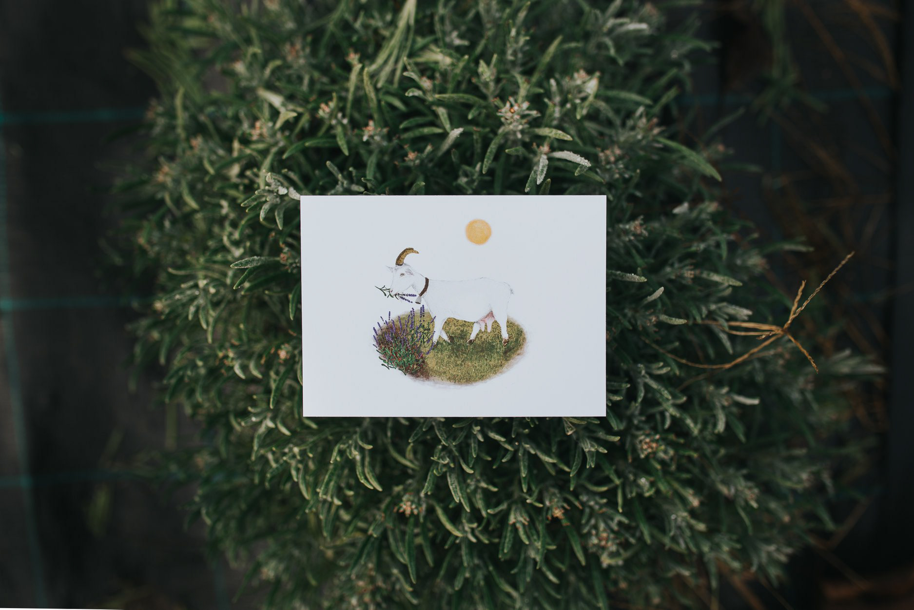 Ilustrácia kozy, zvieratká pre deti, pohľadnice FIGAVALA