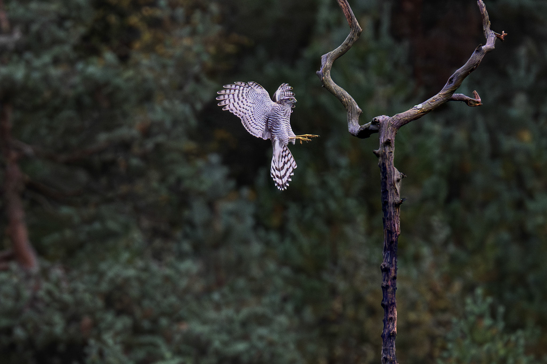 Juvenile sparrow hawk landing in a tree