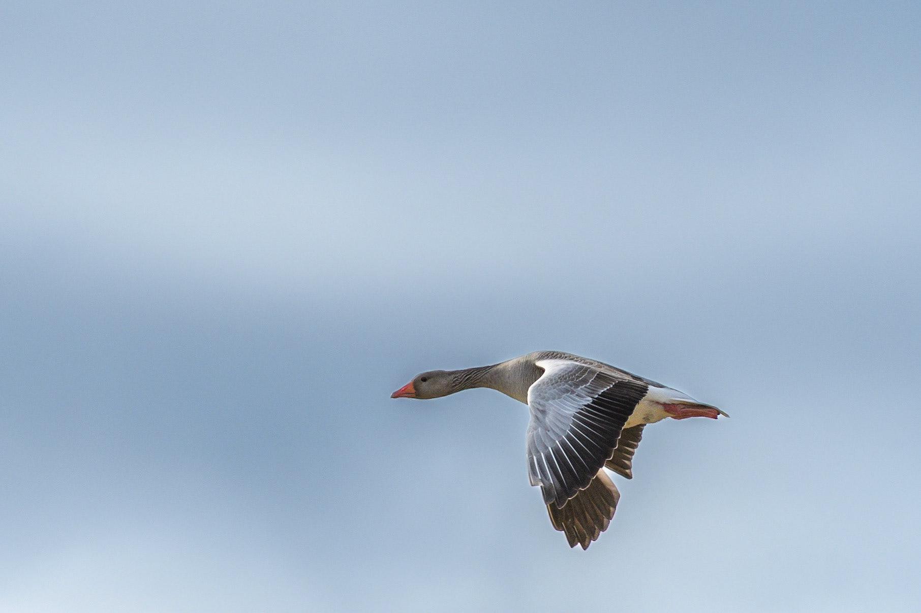 Grågås på vei nordover