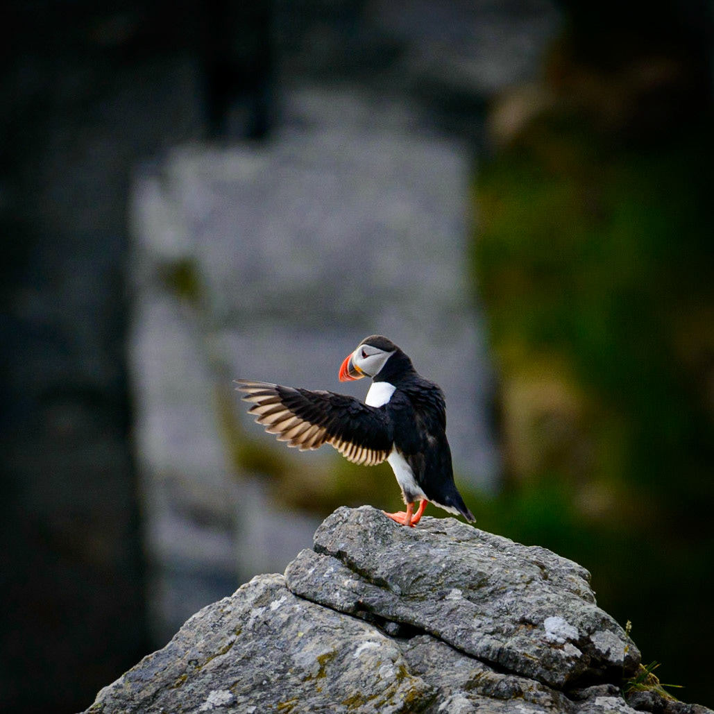 Lundefugl vinker hade