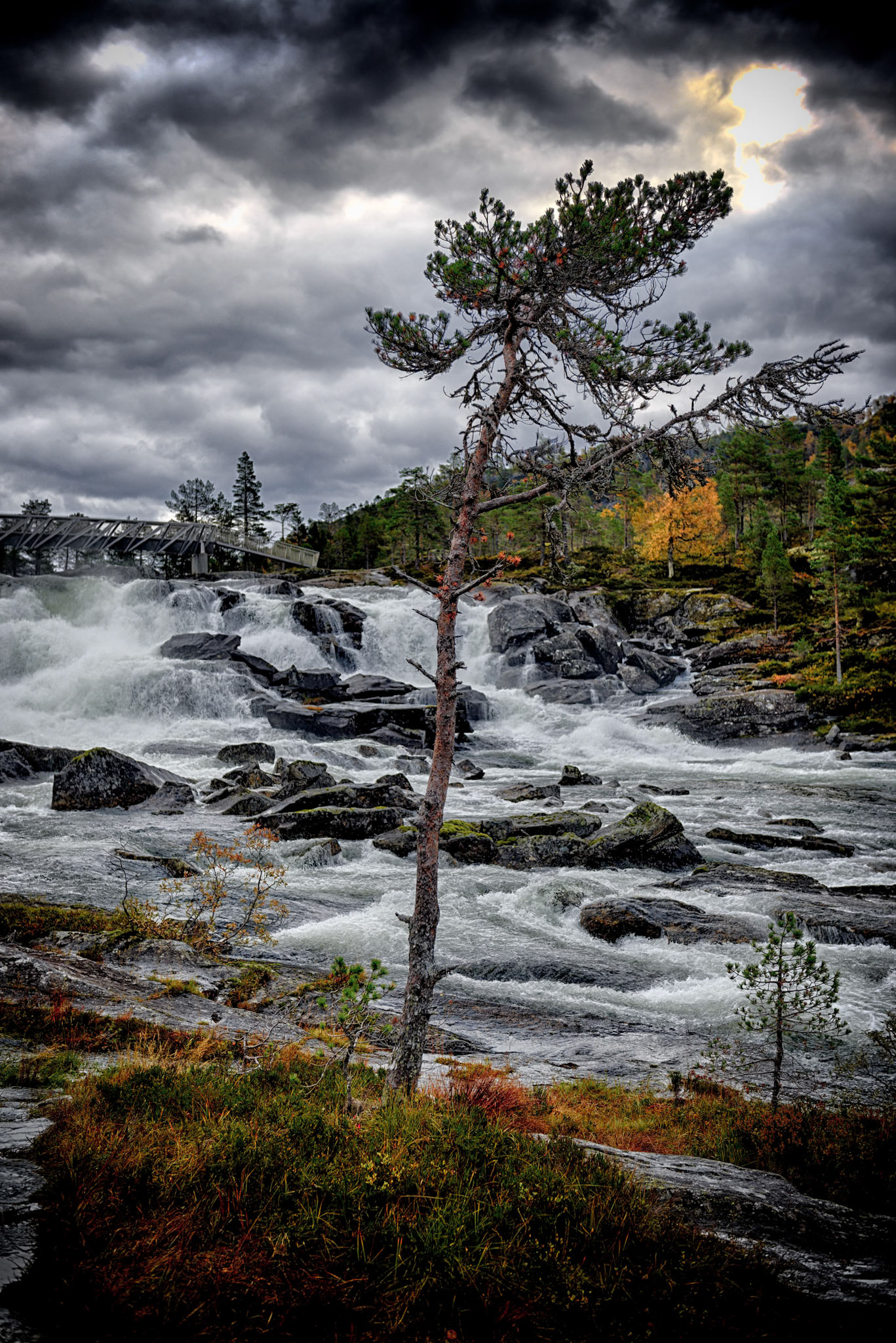 Tree by the river
