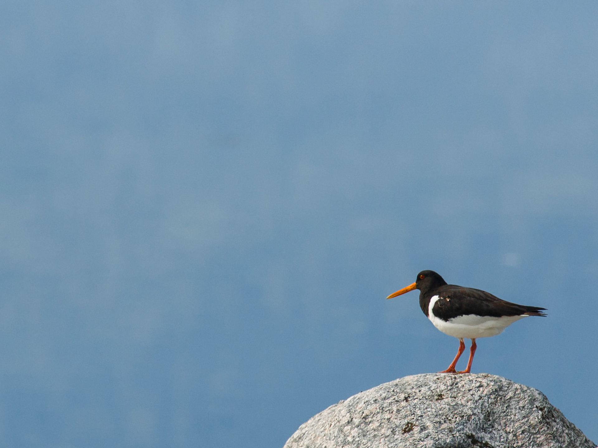 Oystercatcher