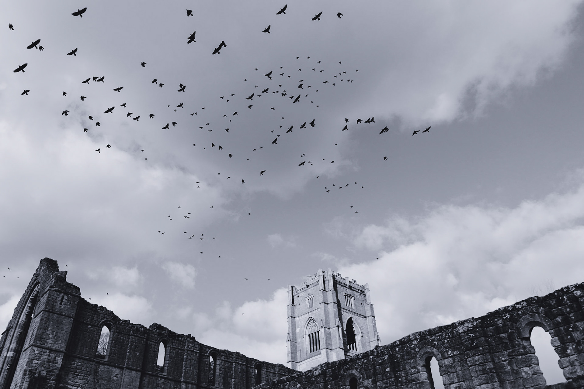 Fly away from the Buzzards