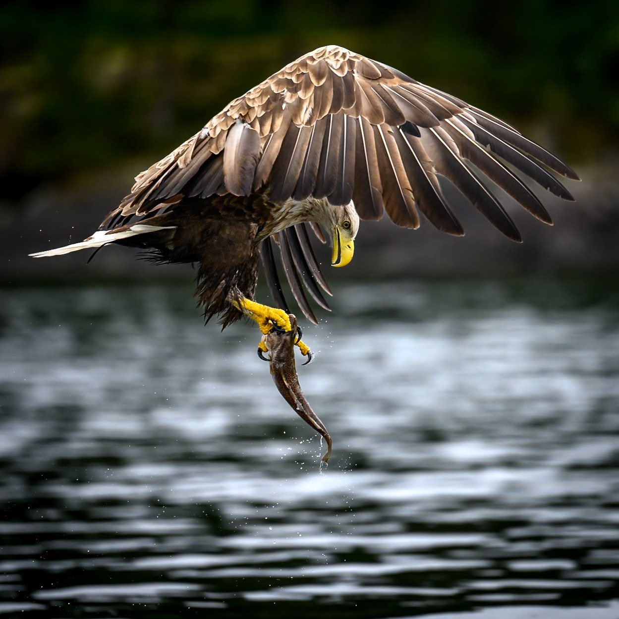 White-tailed eagle checking the catch