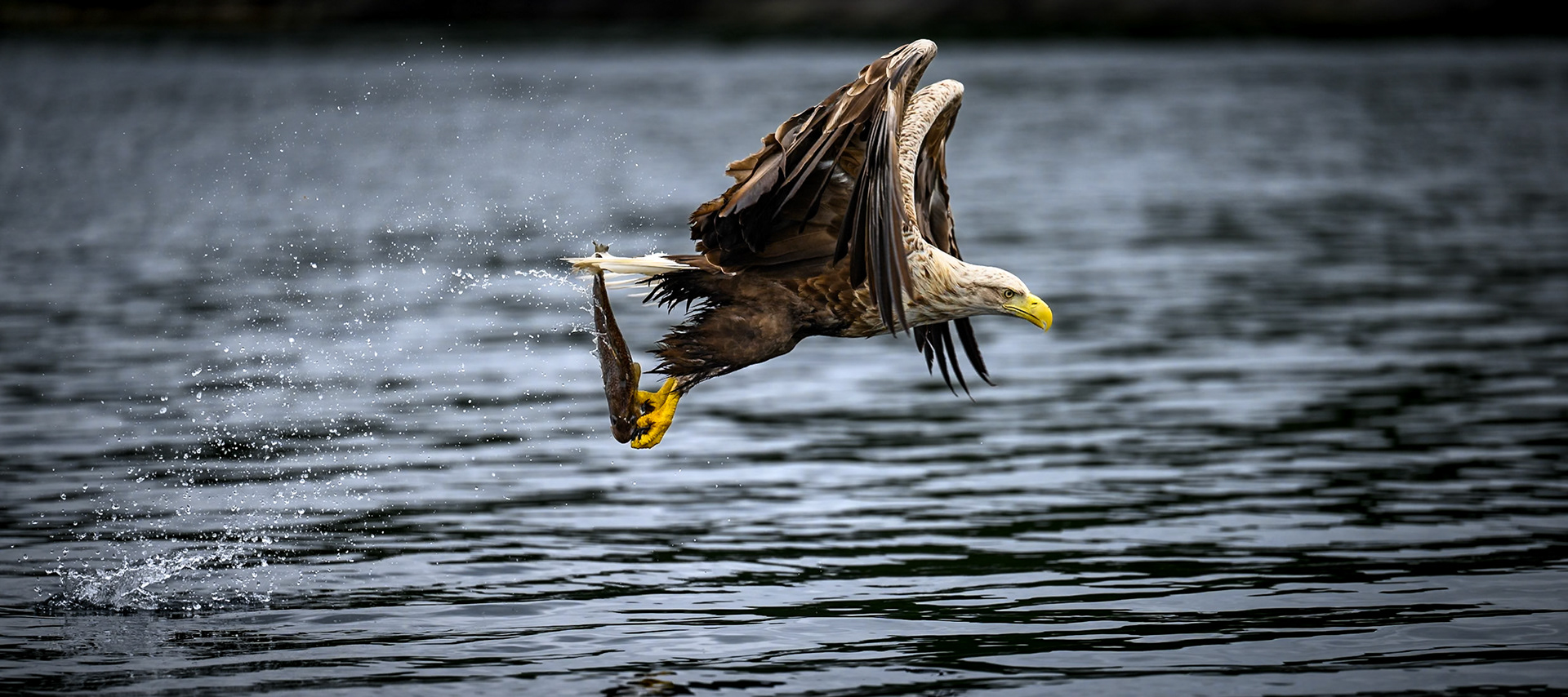 White-tailed eagle after the catch