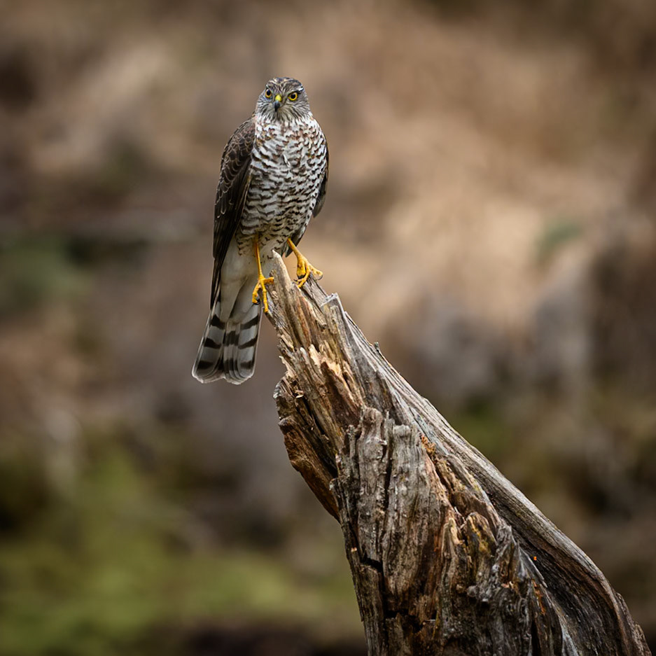 Sparrow hawk in Øygarden