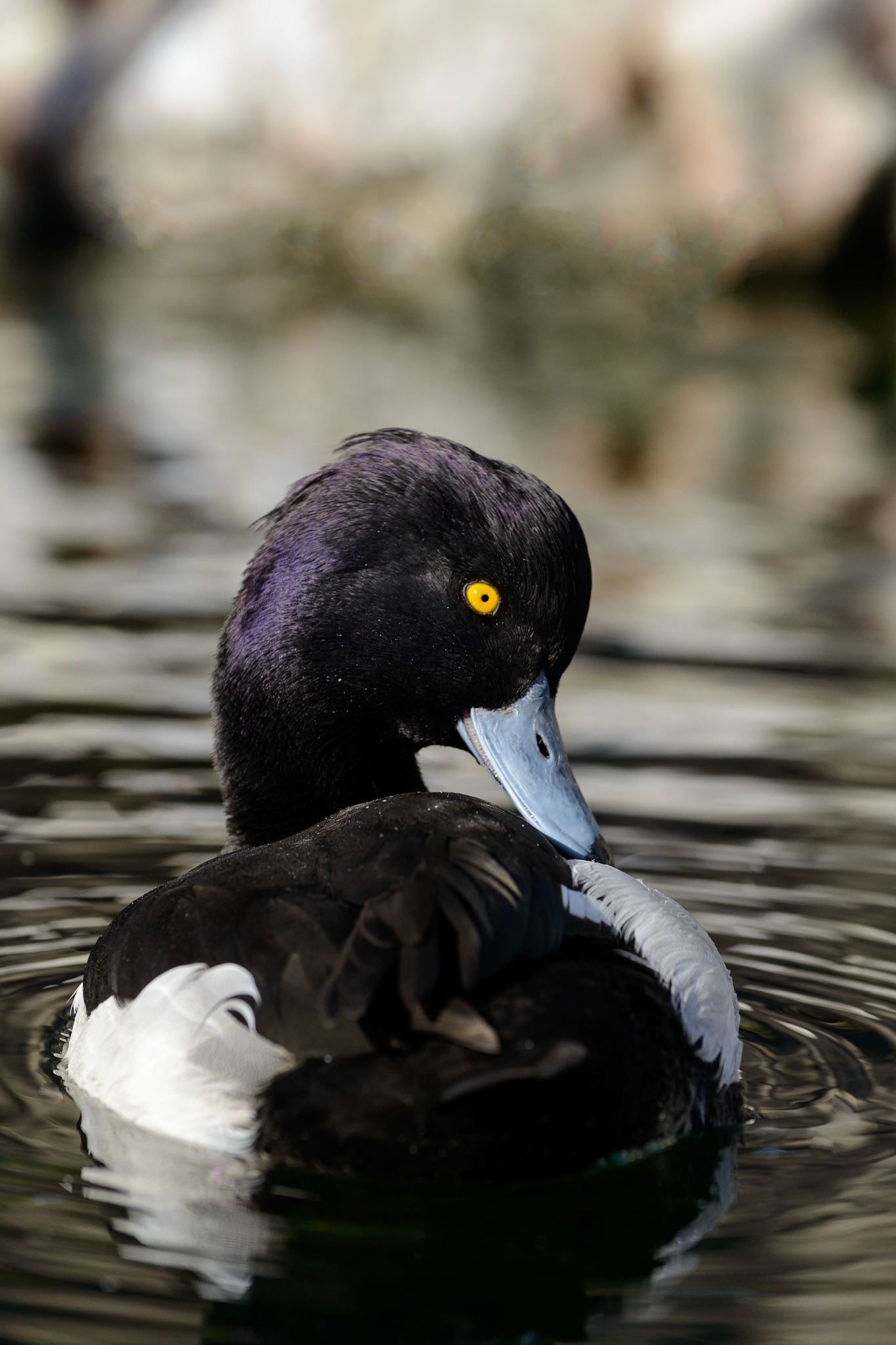 Tufted duck - From a closed bird cage in Valencia